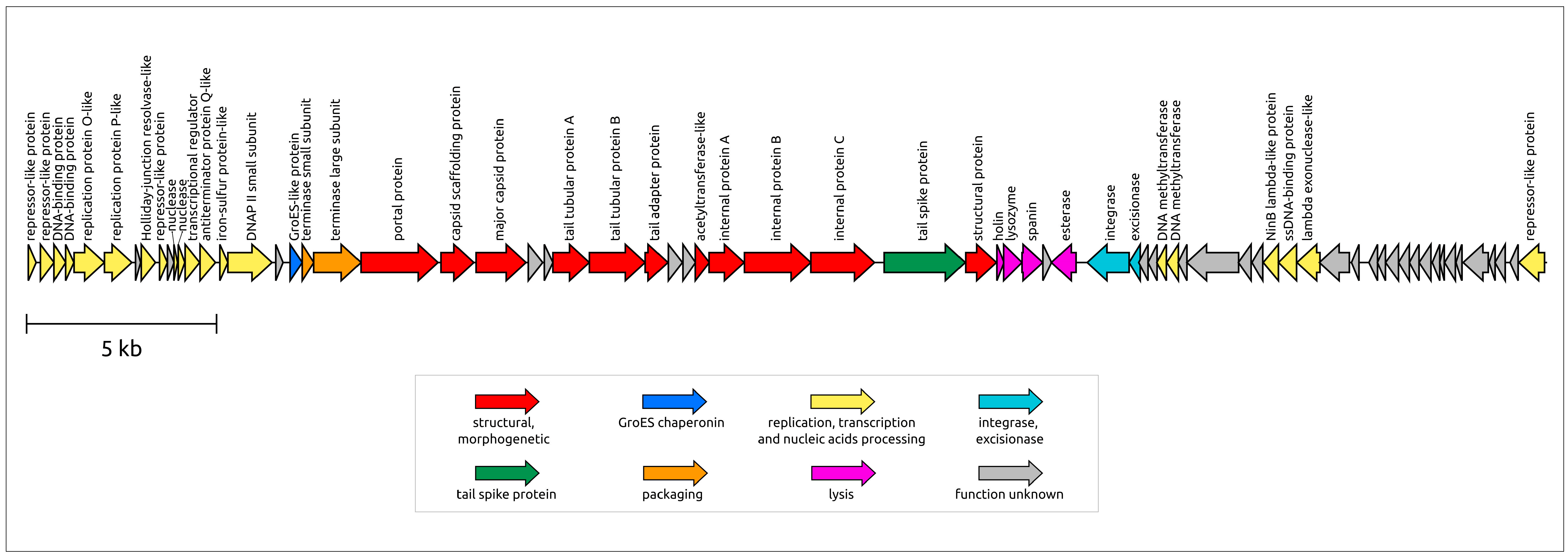Viruses 16 00406 g004