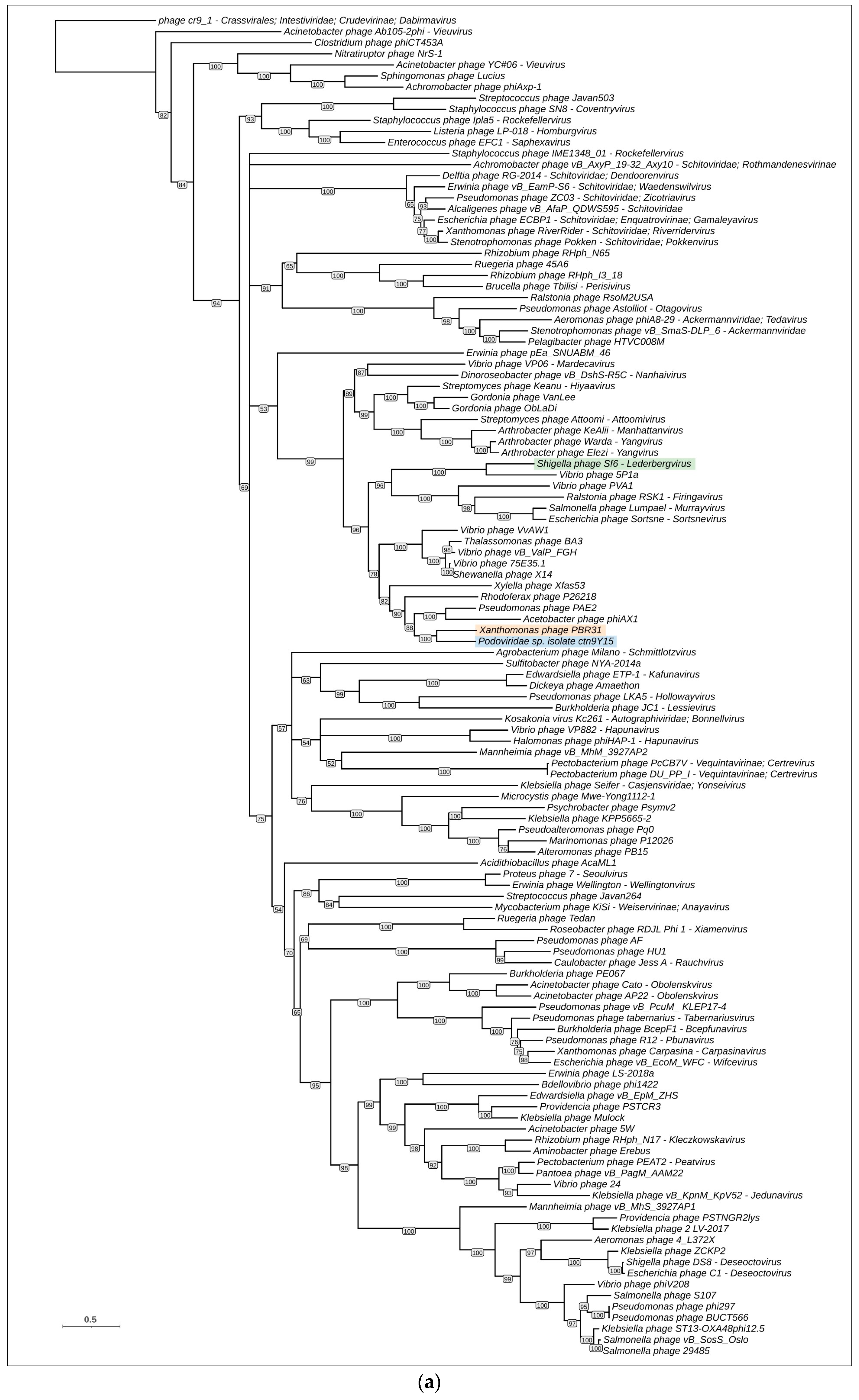 Viruses 16 00406 g006a