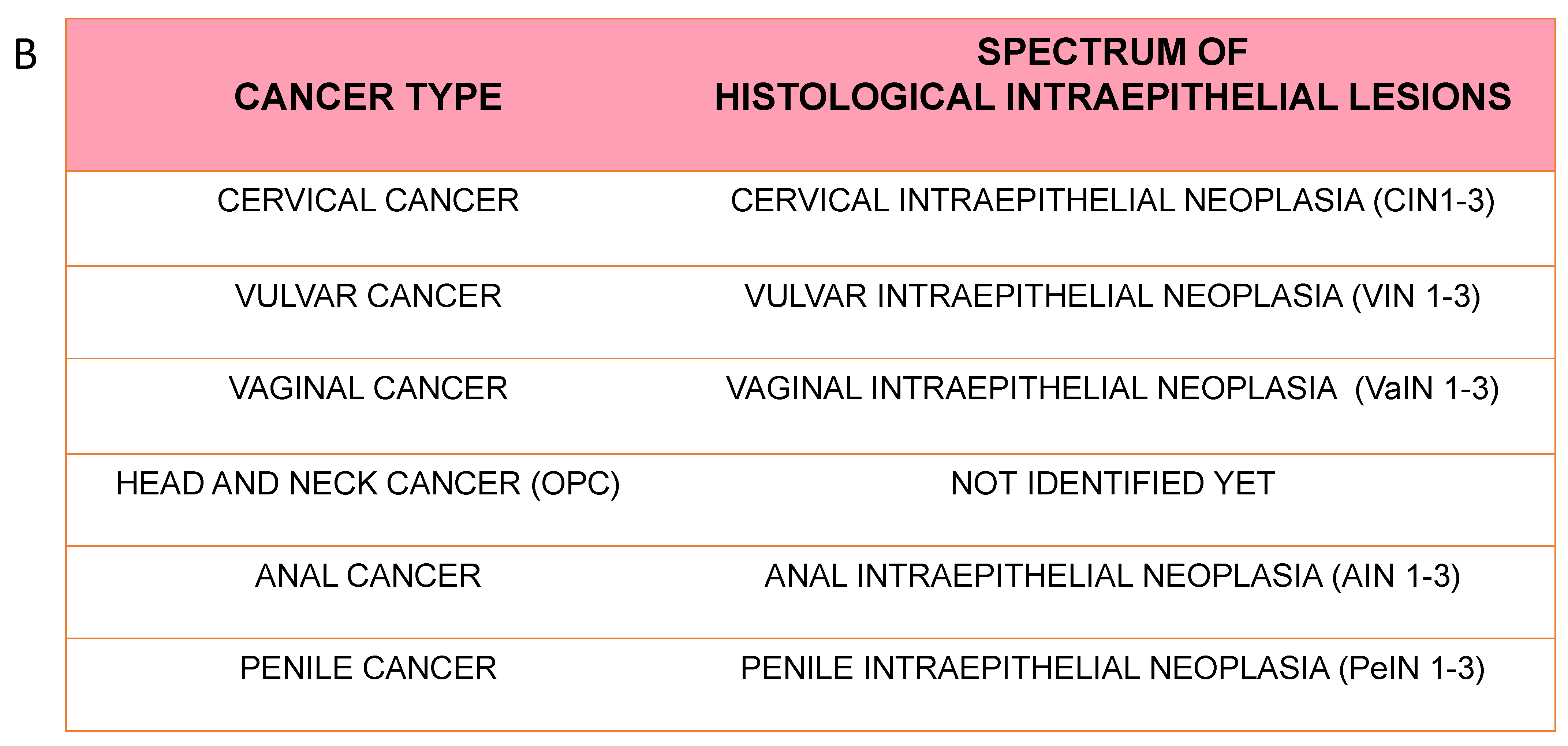 Viruses 16 00416 g003b