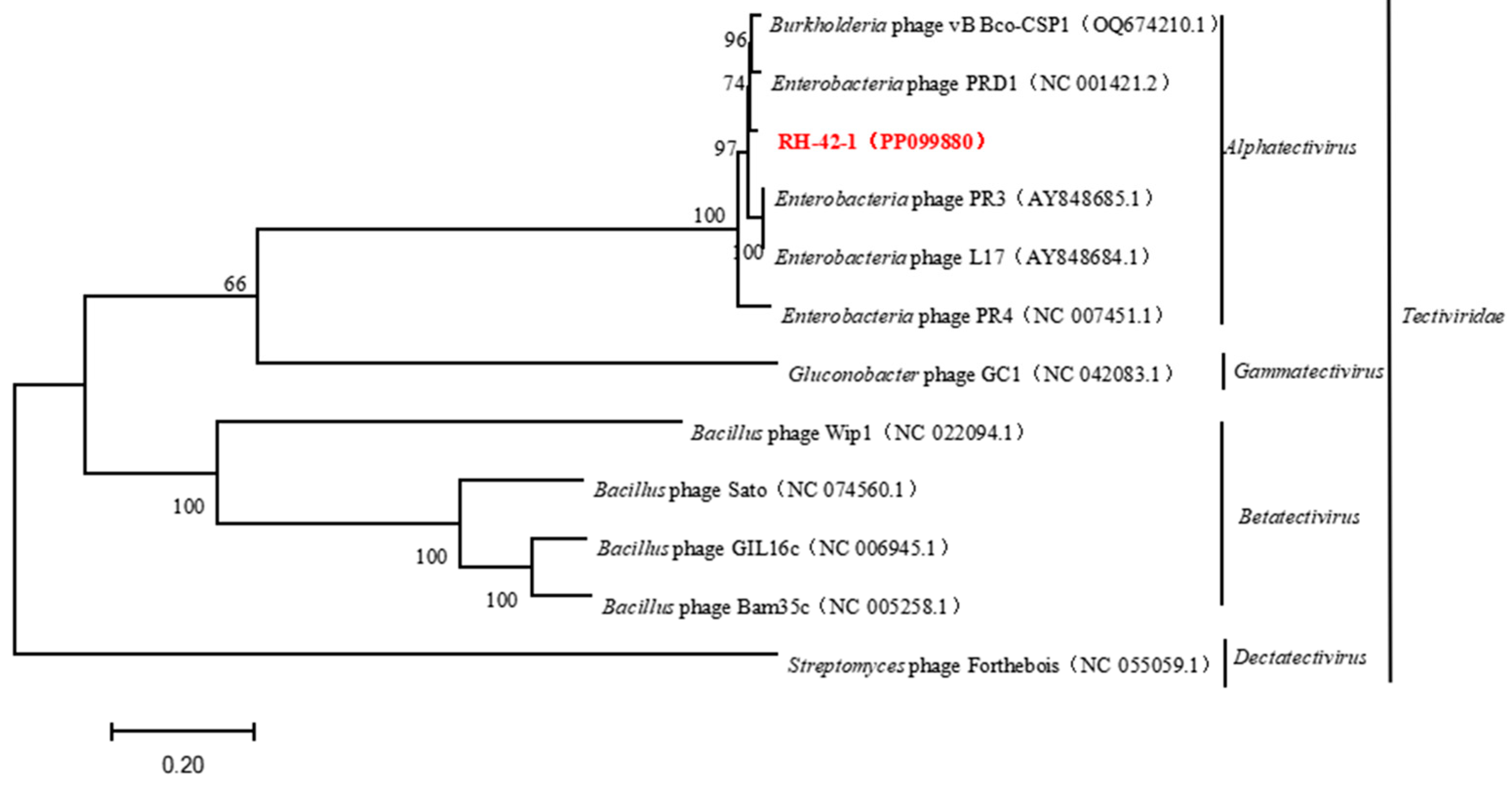 Viruses 16 00509 g008