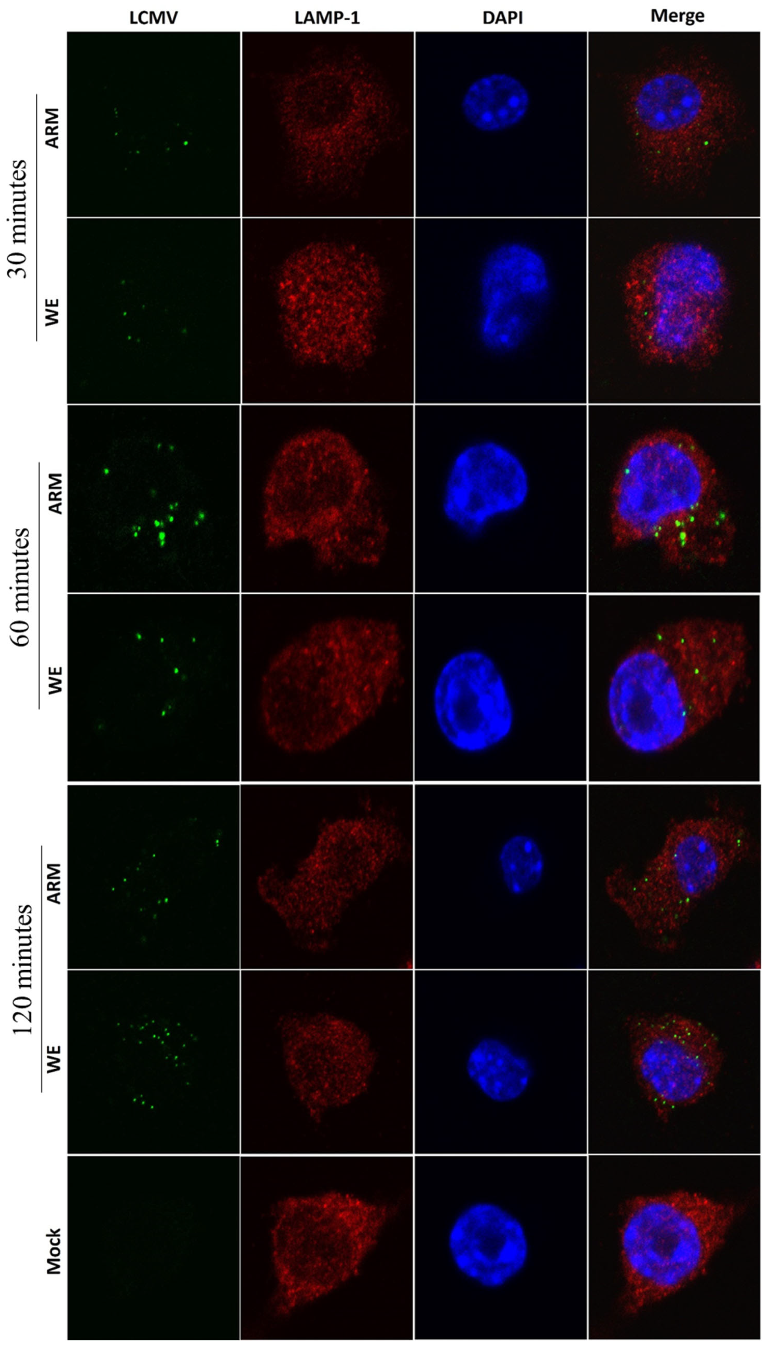 Viruses 16 00635 g004