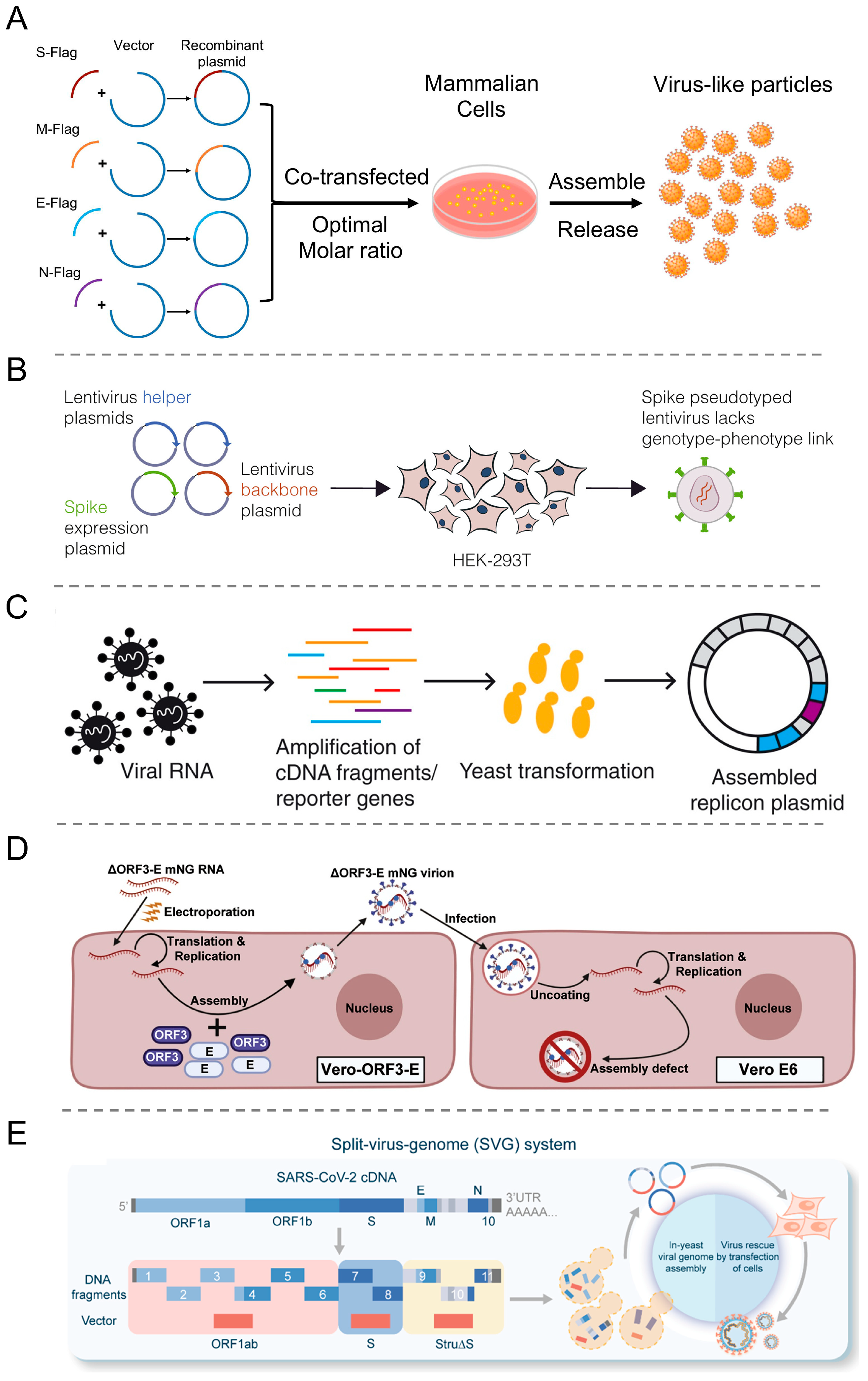 Viruses 16 00659 g004