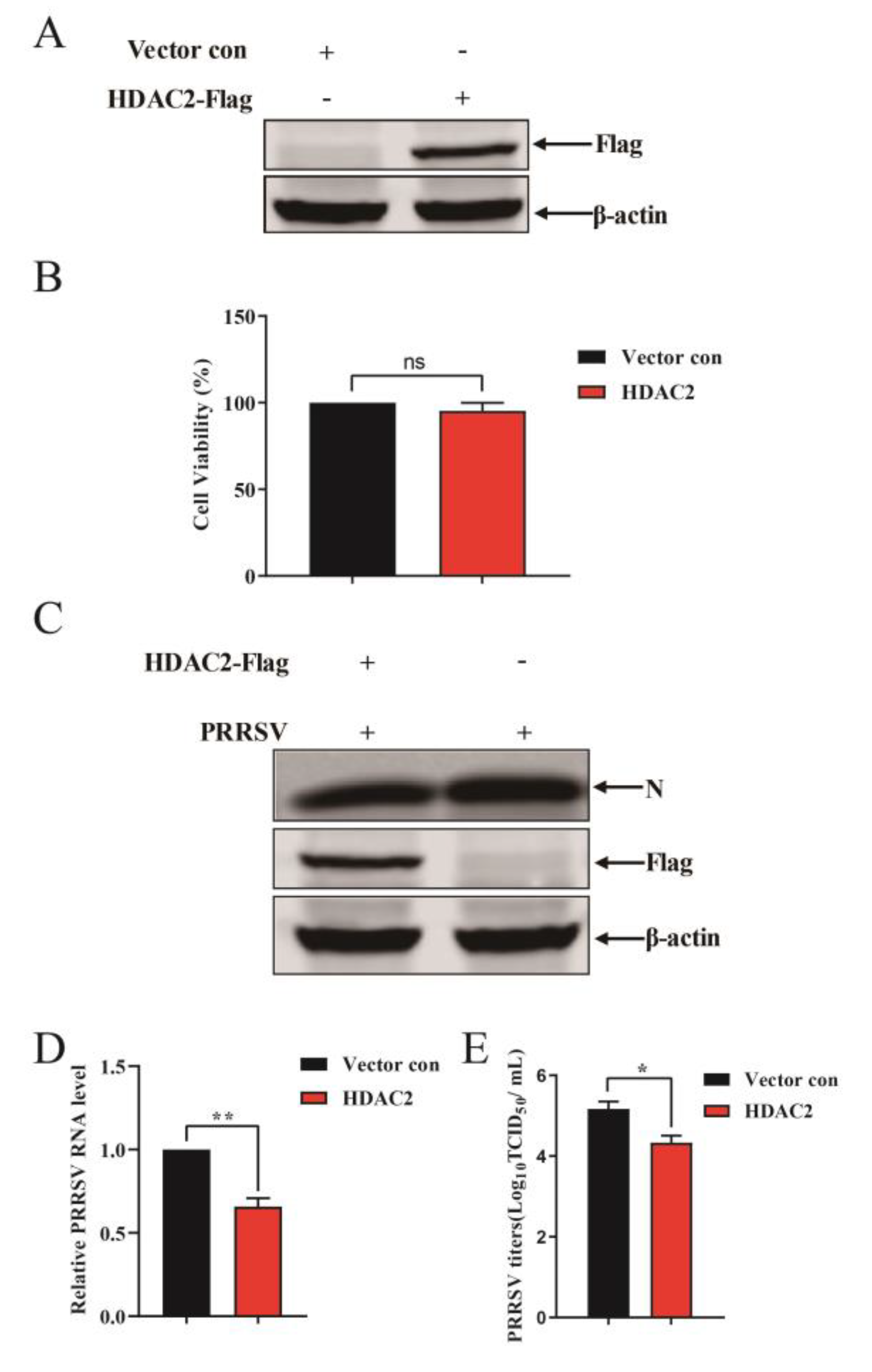 Viruses 16 00678 g002