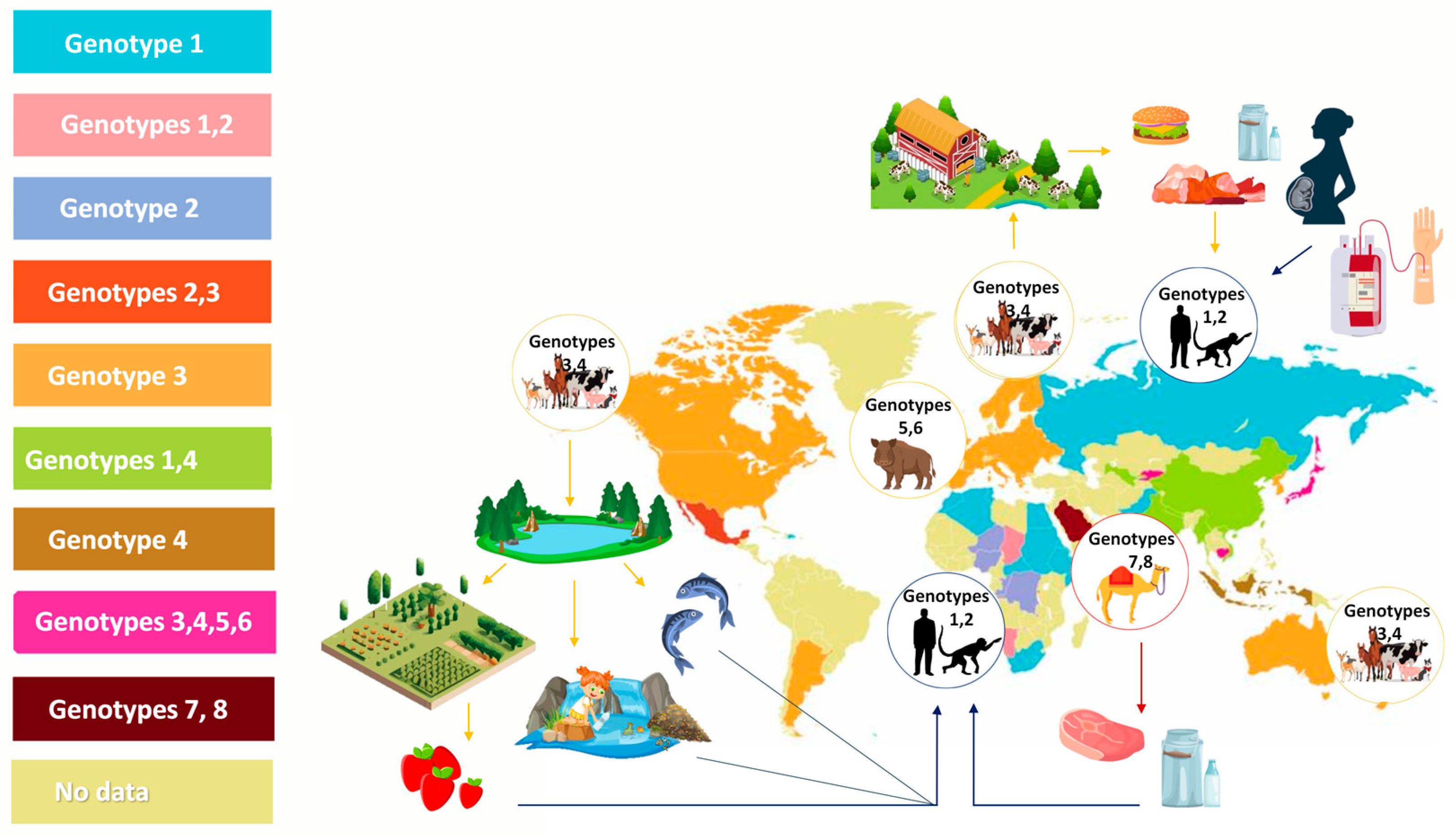 Viruses 16 00684 g001