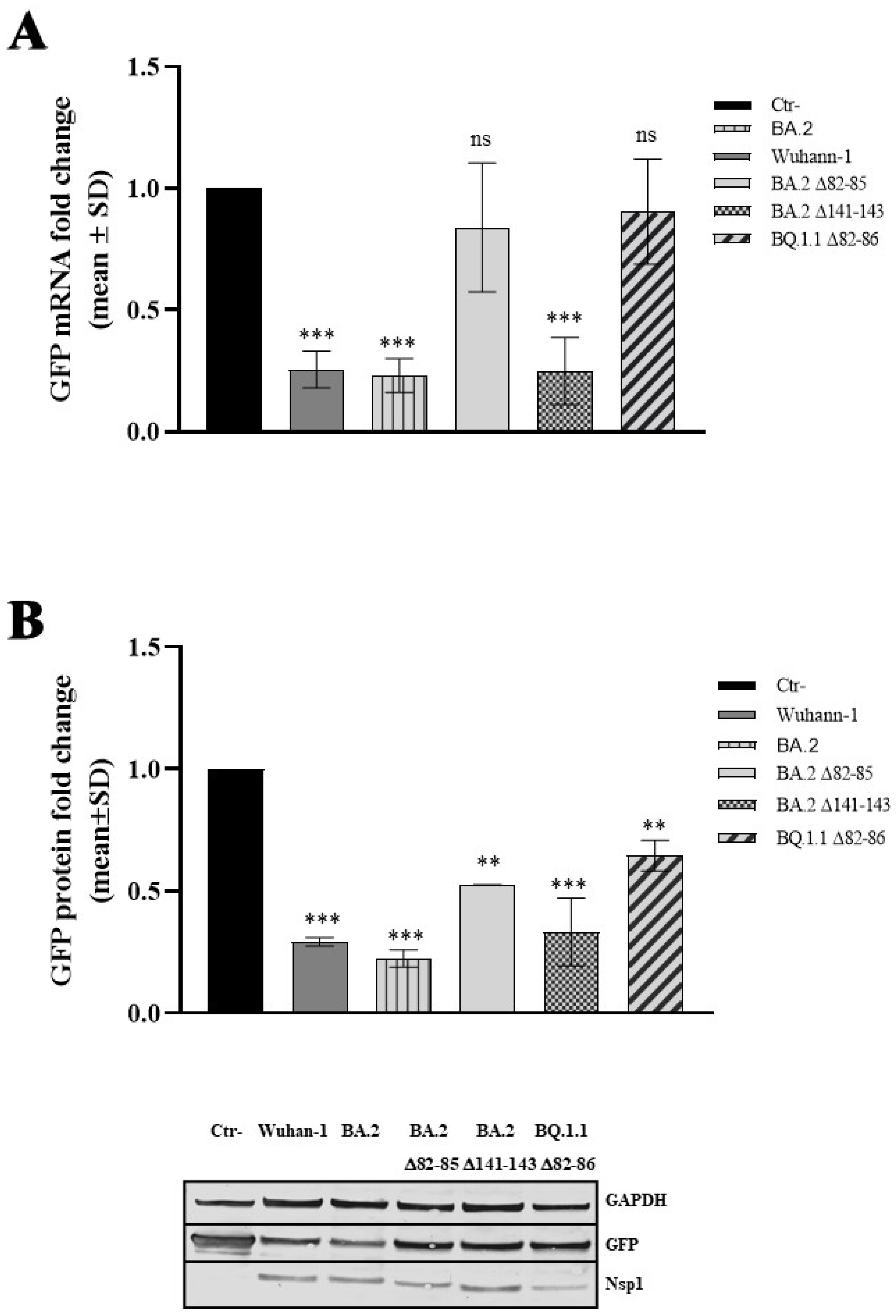 Viruses 16 00689 g003