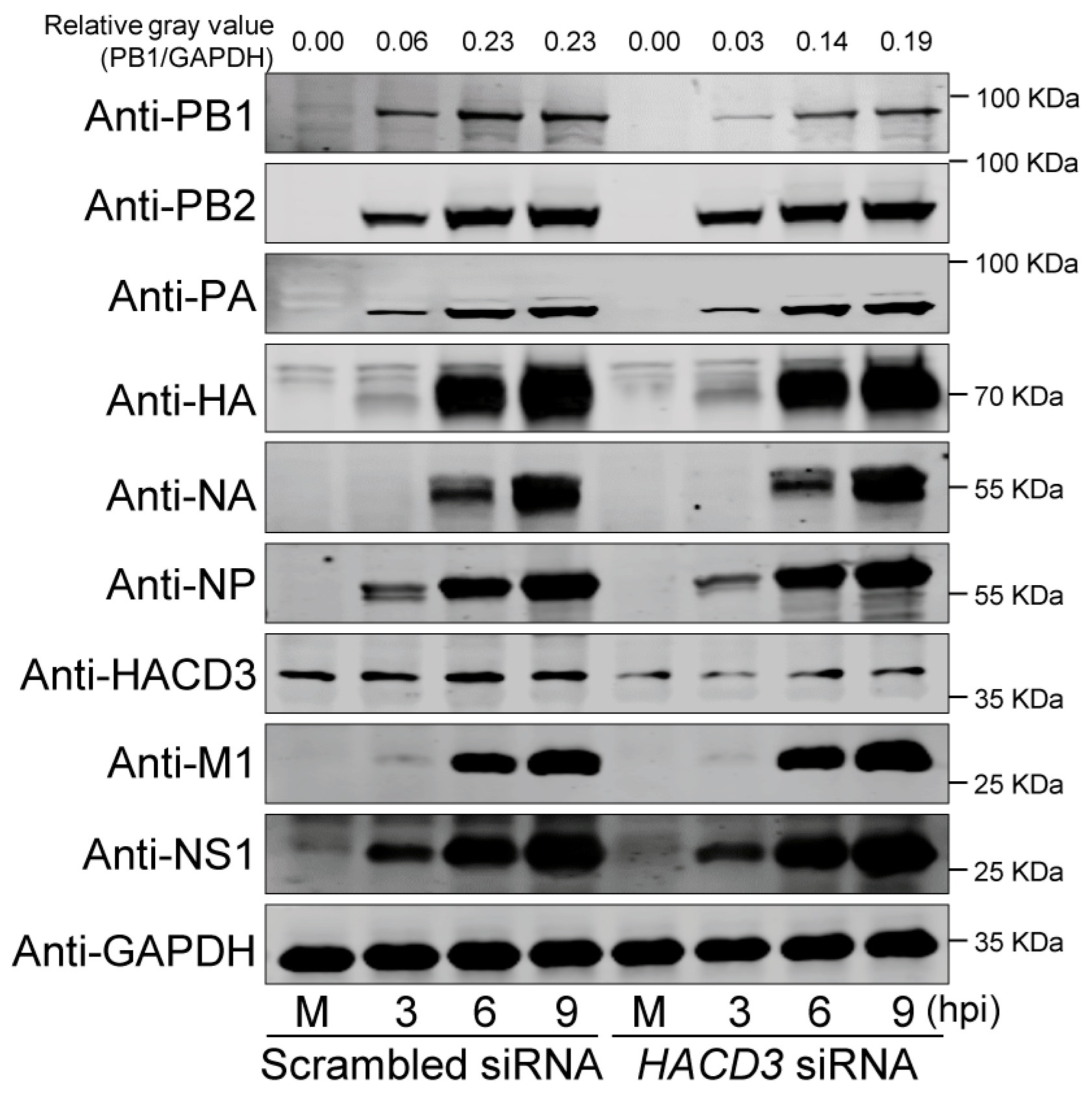 Viruses 16 00702 g003