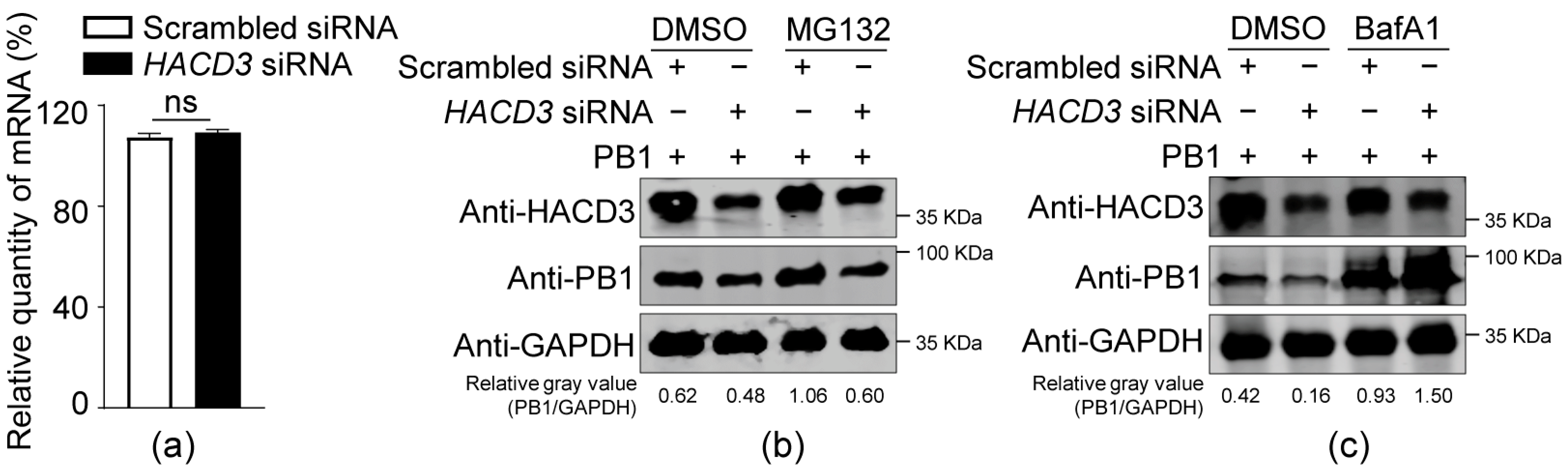 Viruses 16 00702 g004