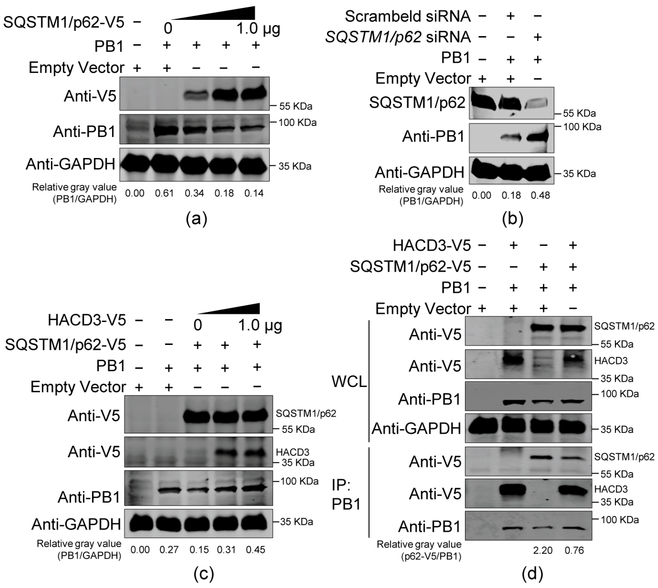 Viruses 16 00702 g006