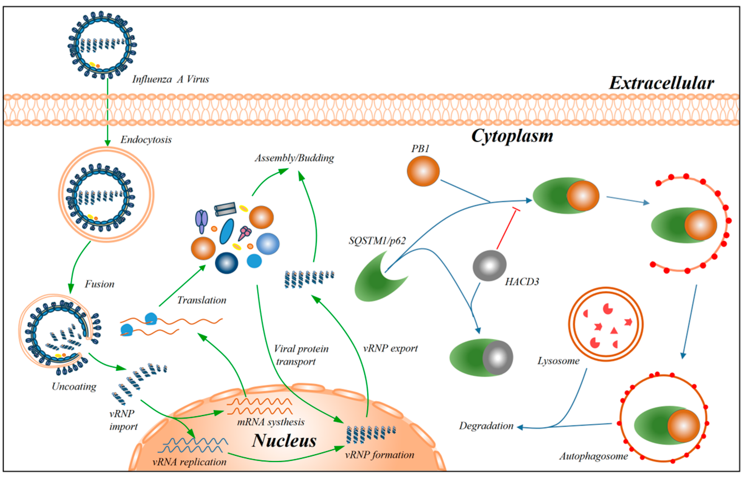 Viruses 16 00702 g008