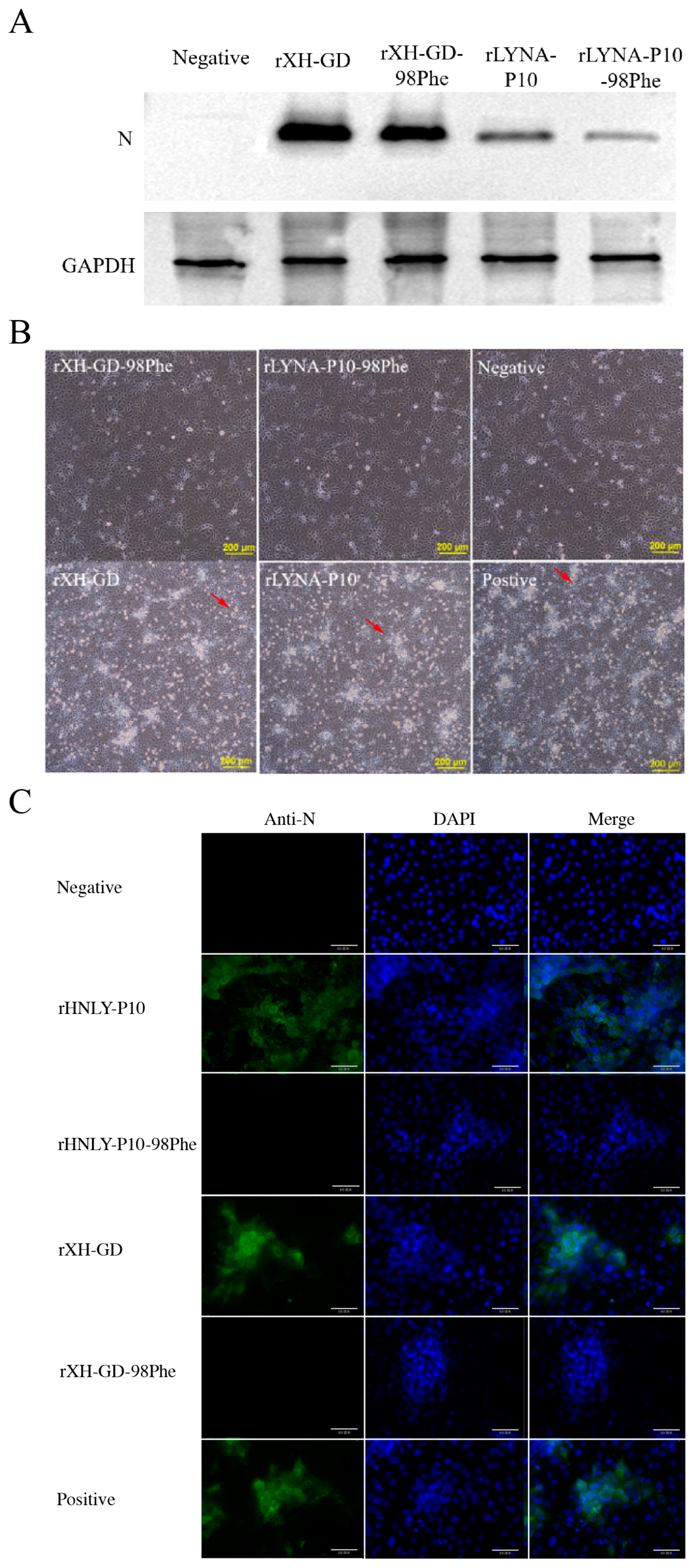 Viruses 16 00711 g005