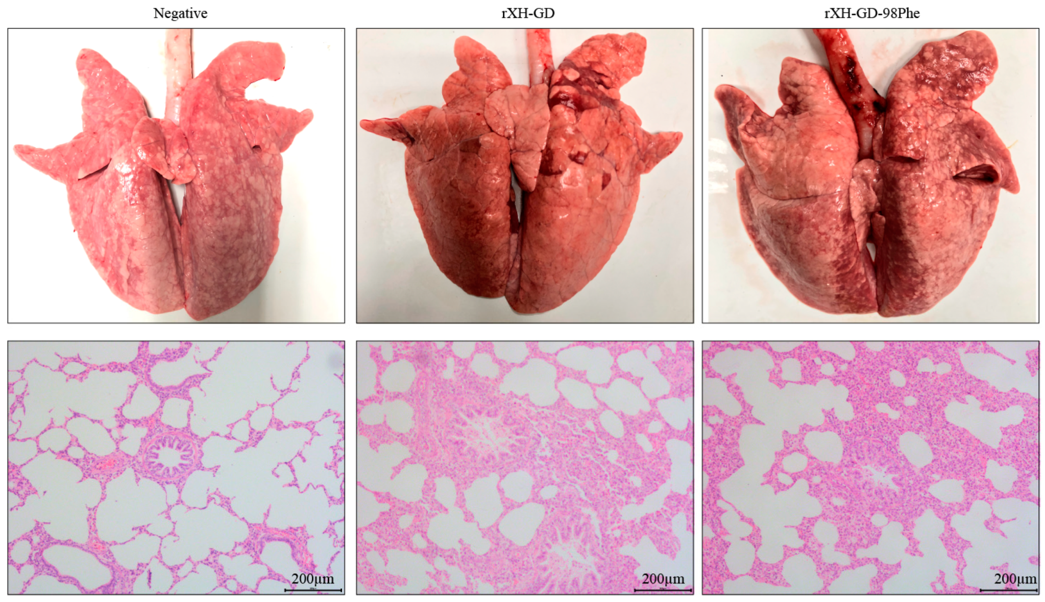 Viruses 16 00711 g008