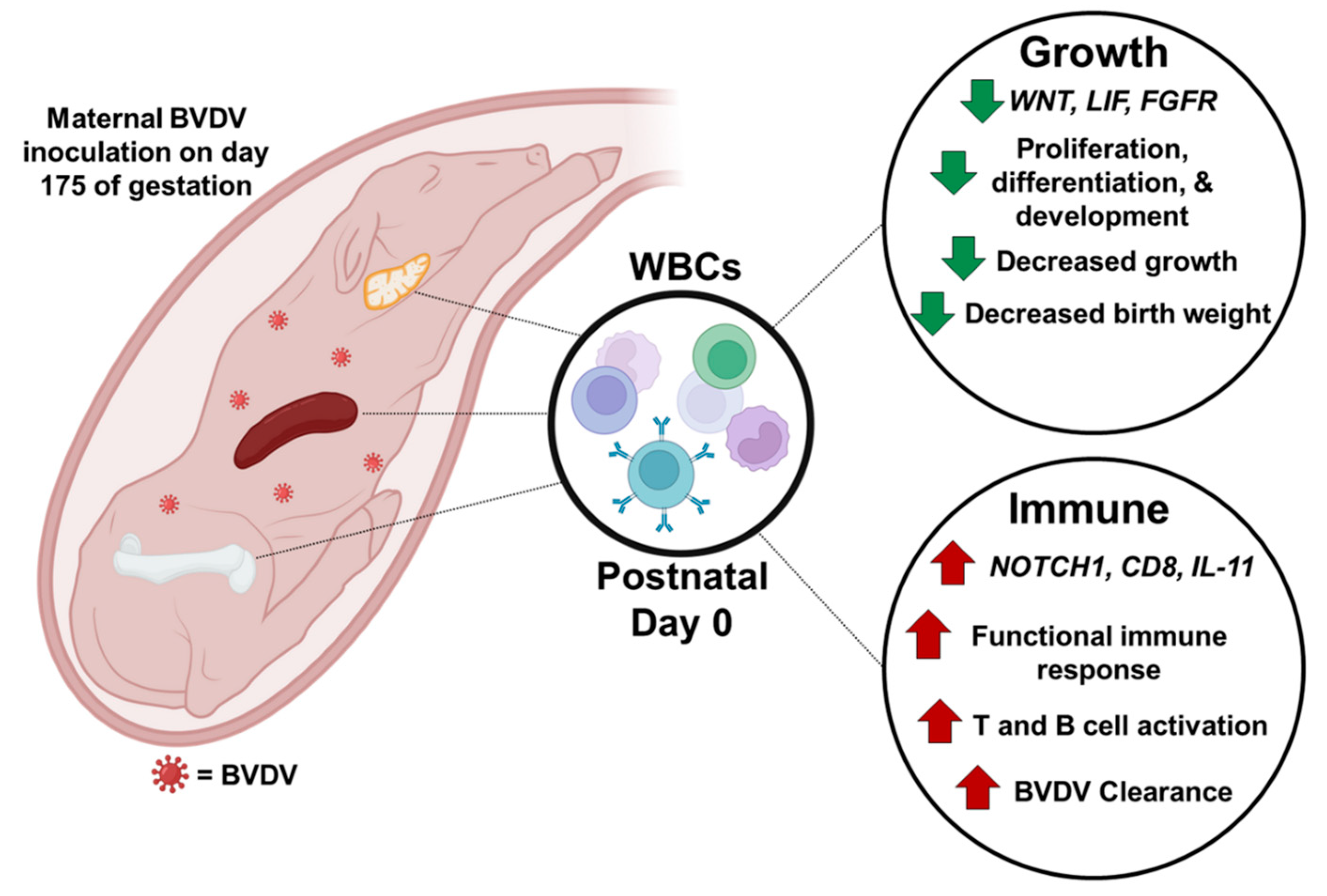 Viruses 16 00721 g014