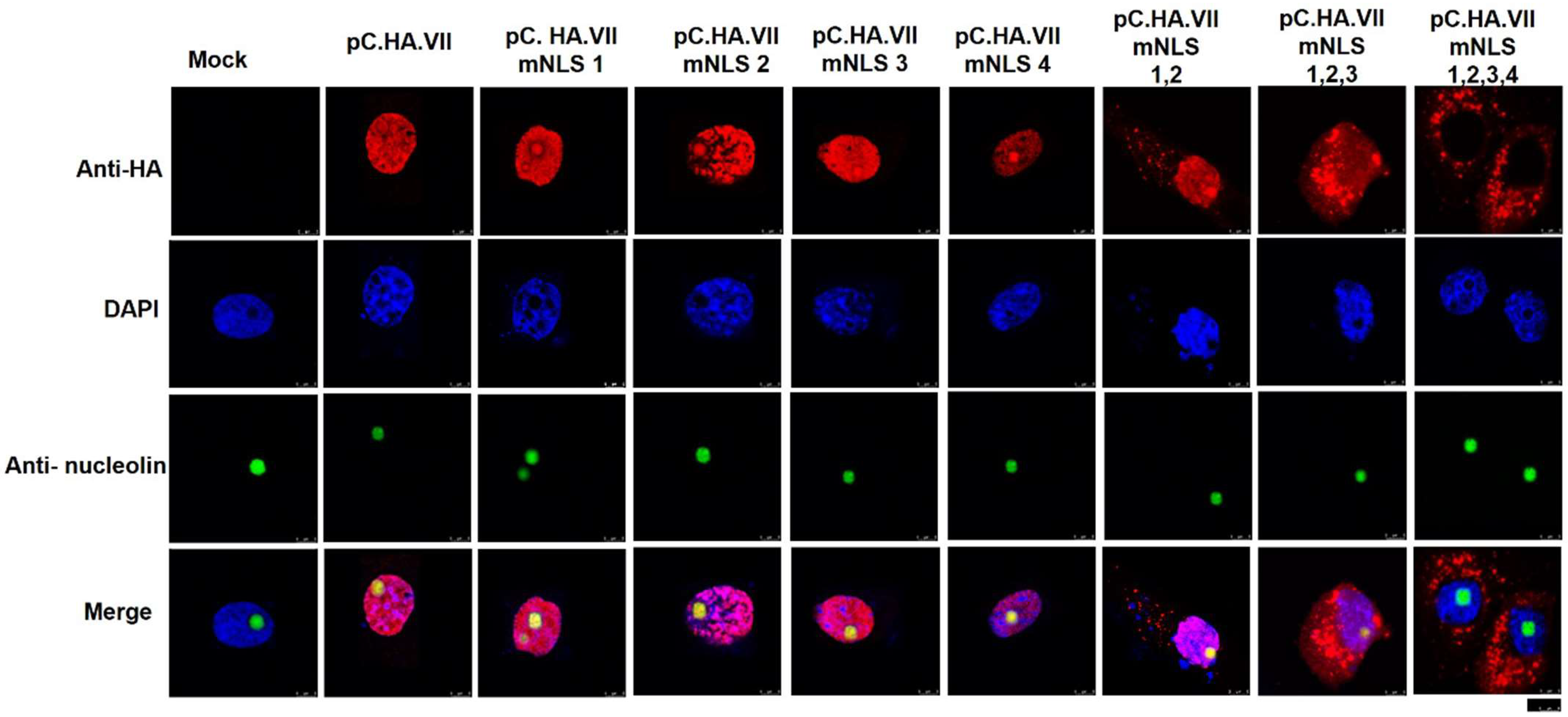 Viruses 16 00732 g004
