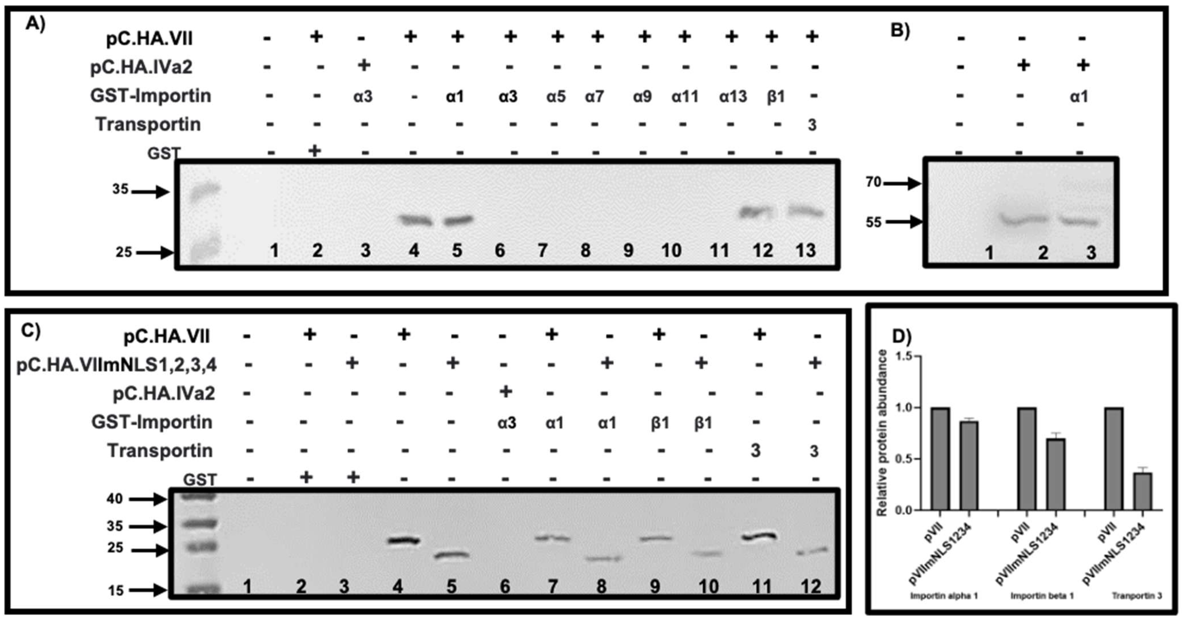Viruses 16 00732 g005