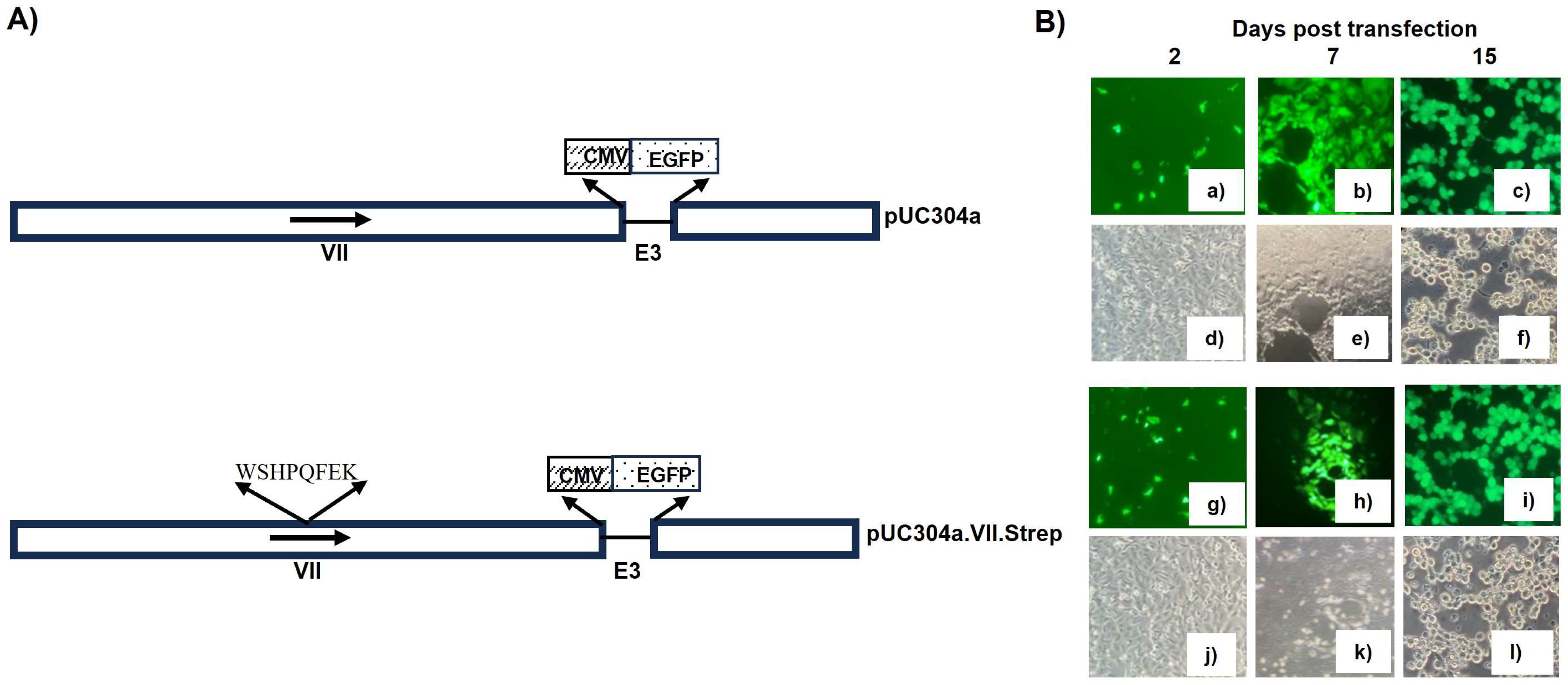 Viruses 16 00732 g007