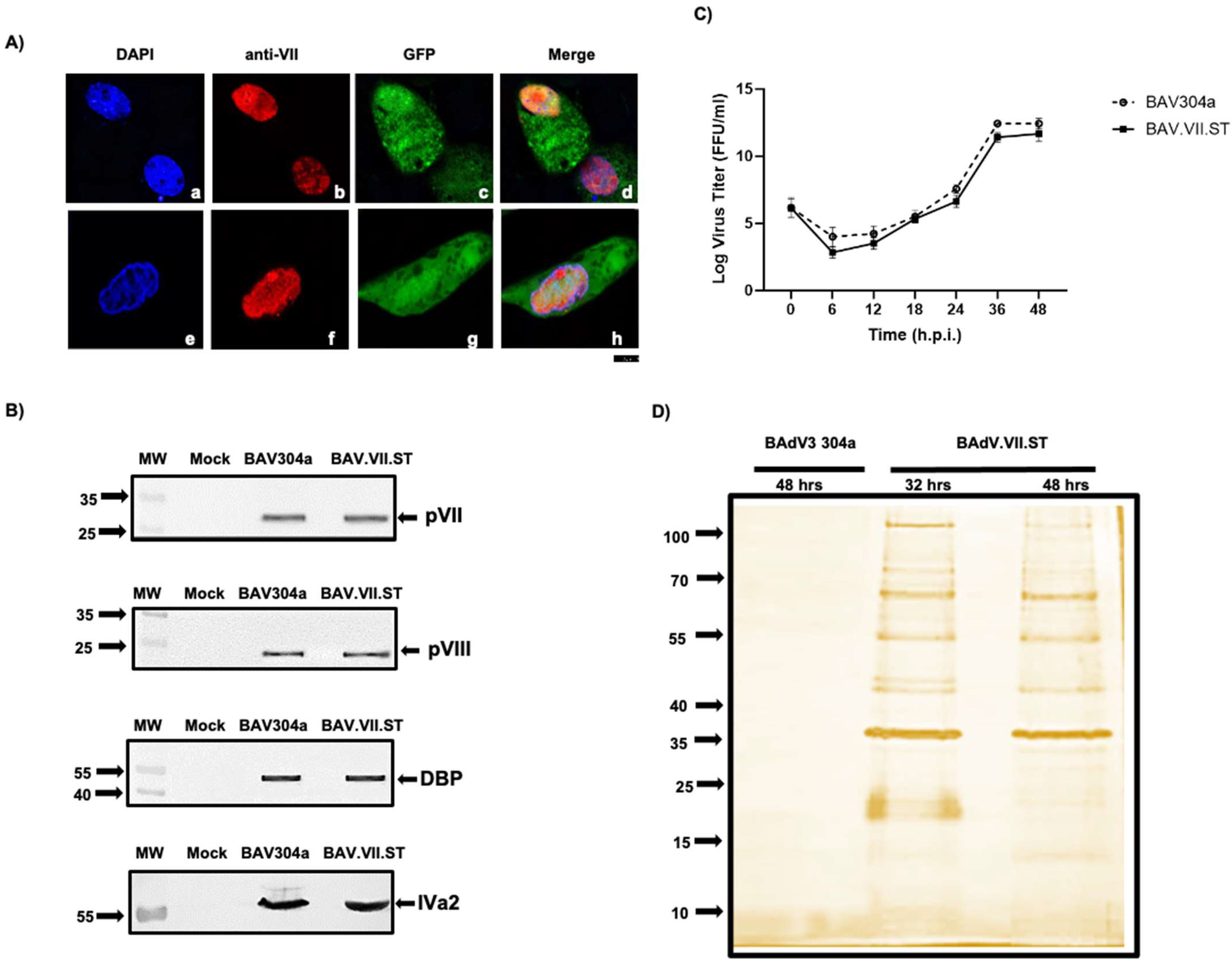 Viruses 16 00732 g008