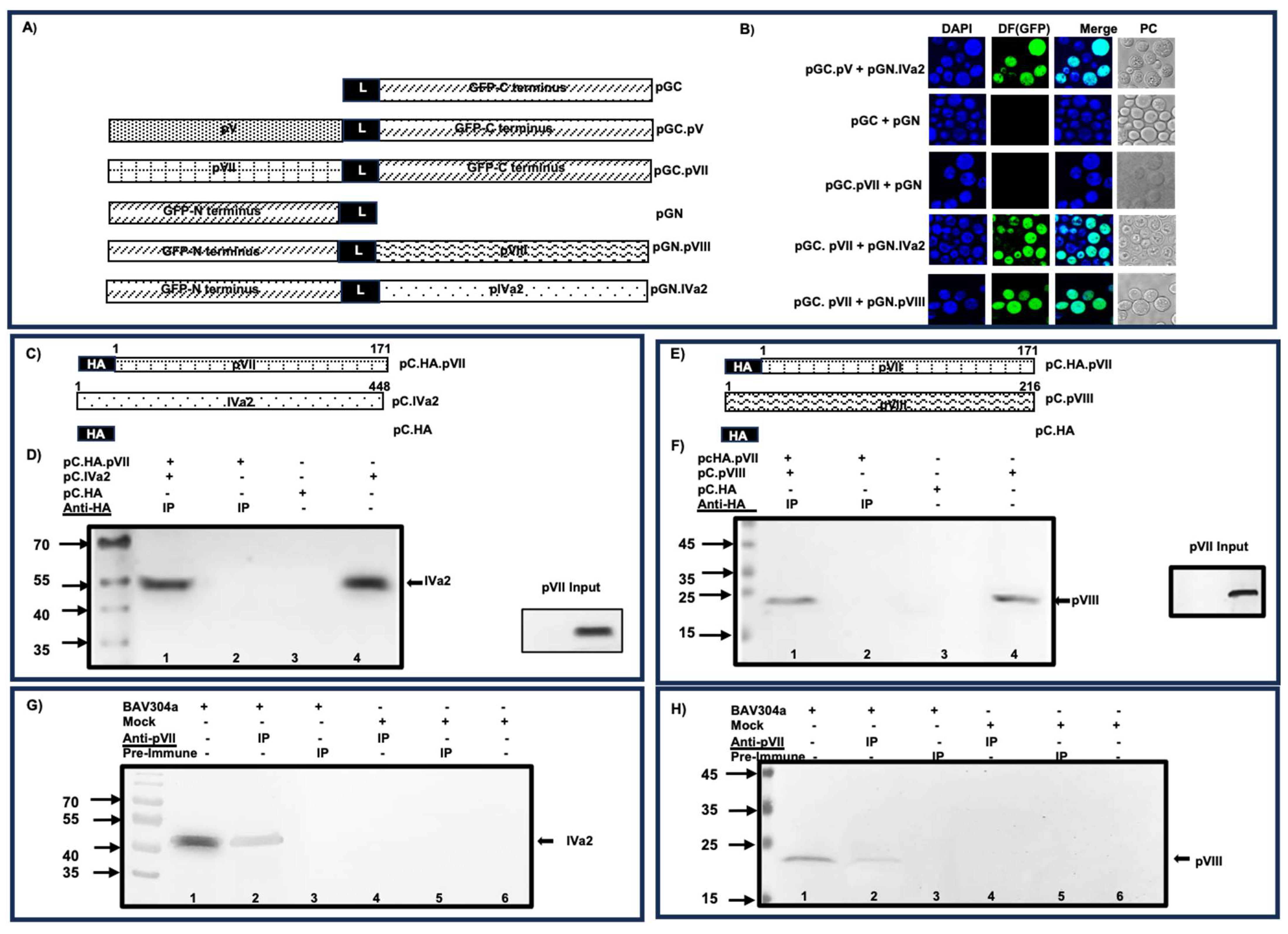 Viruses 16 00732 g009
