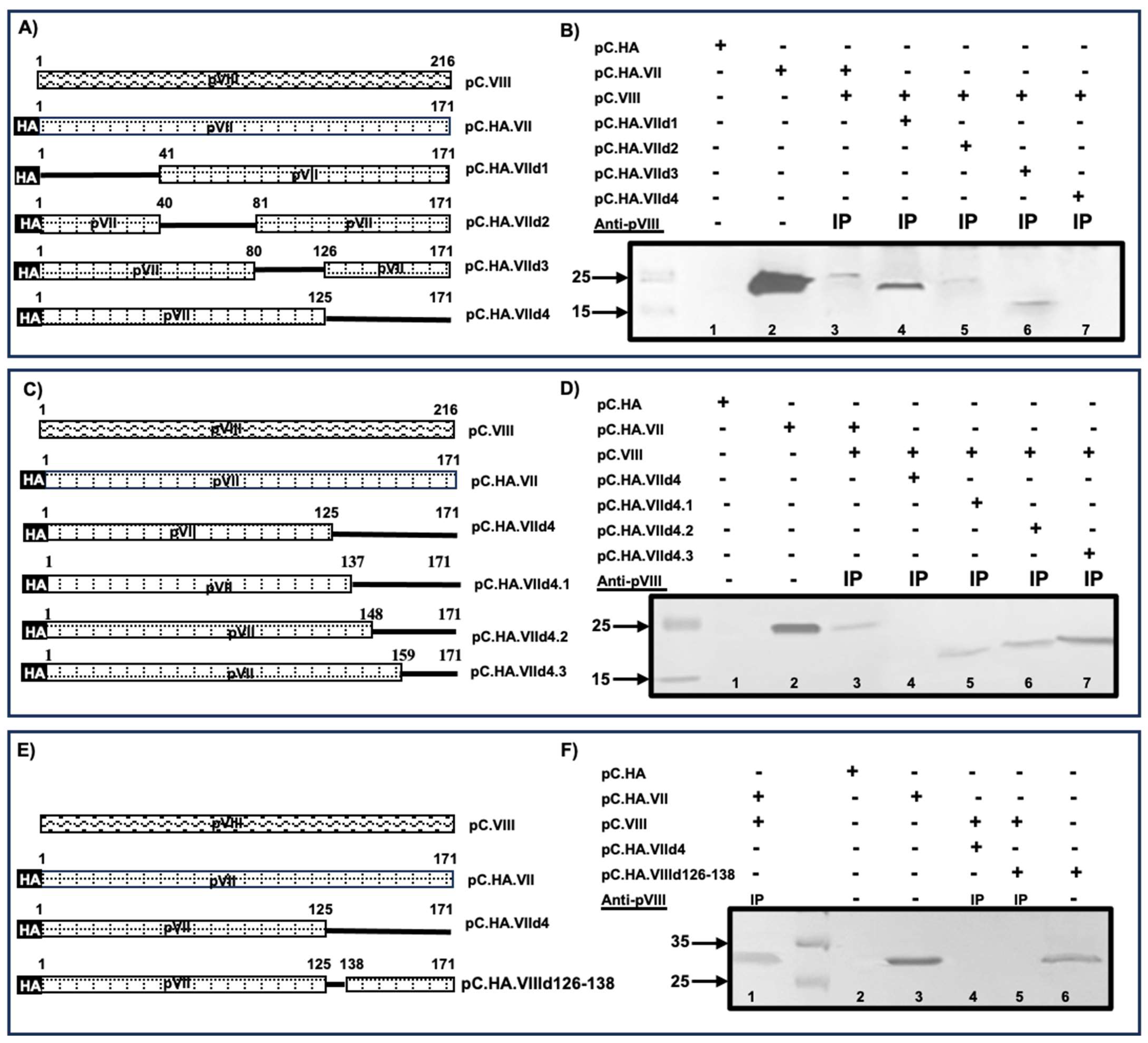 Viruses 16 00732 g012