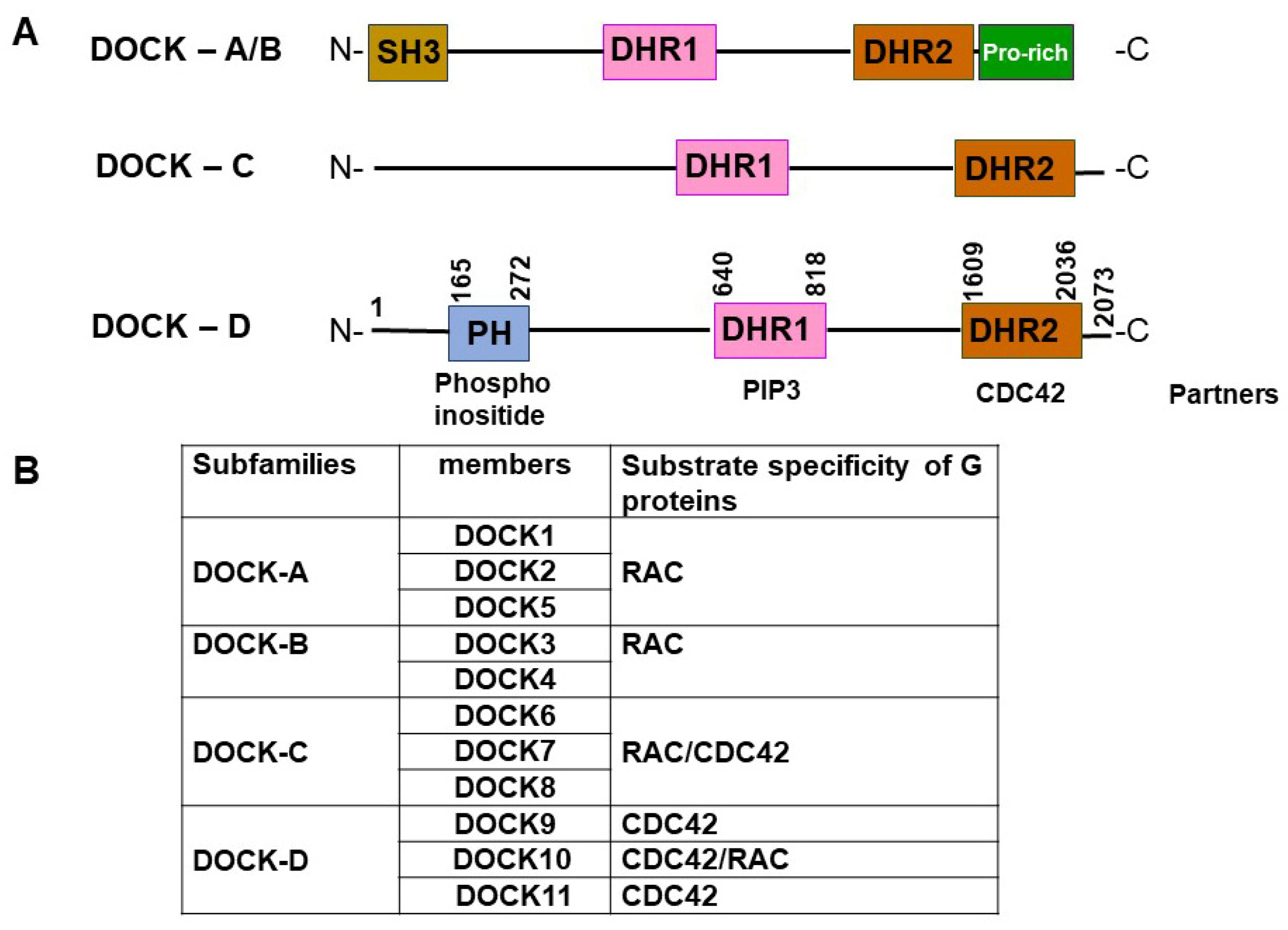 Viruses 16 00745 g001