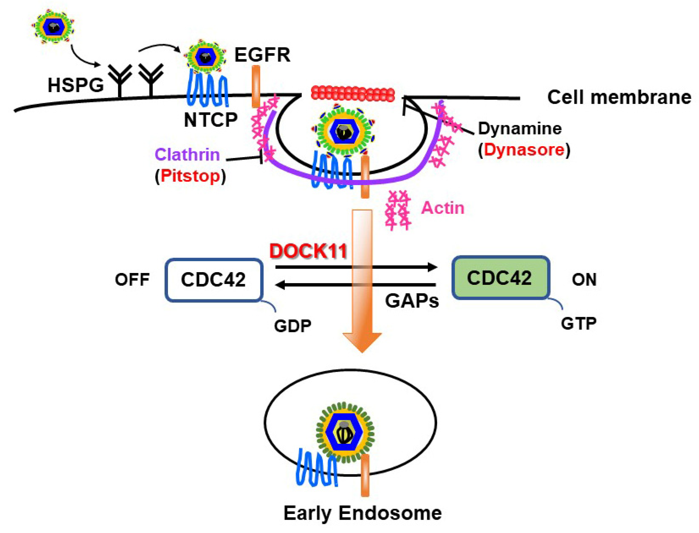 Viruses 16 00745 g002