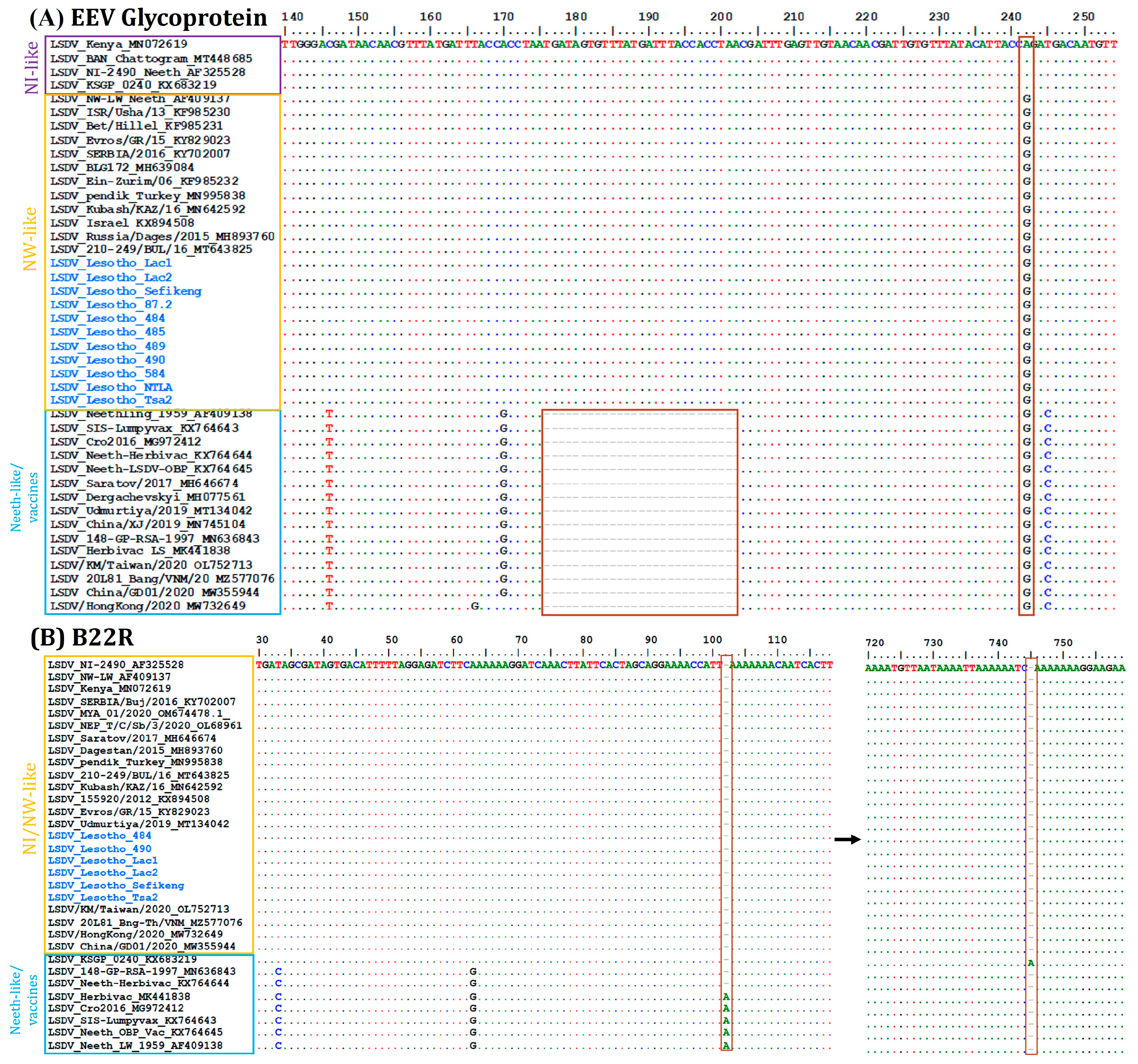 Viruses 16 00762 g004