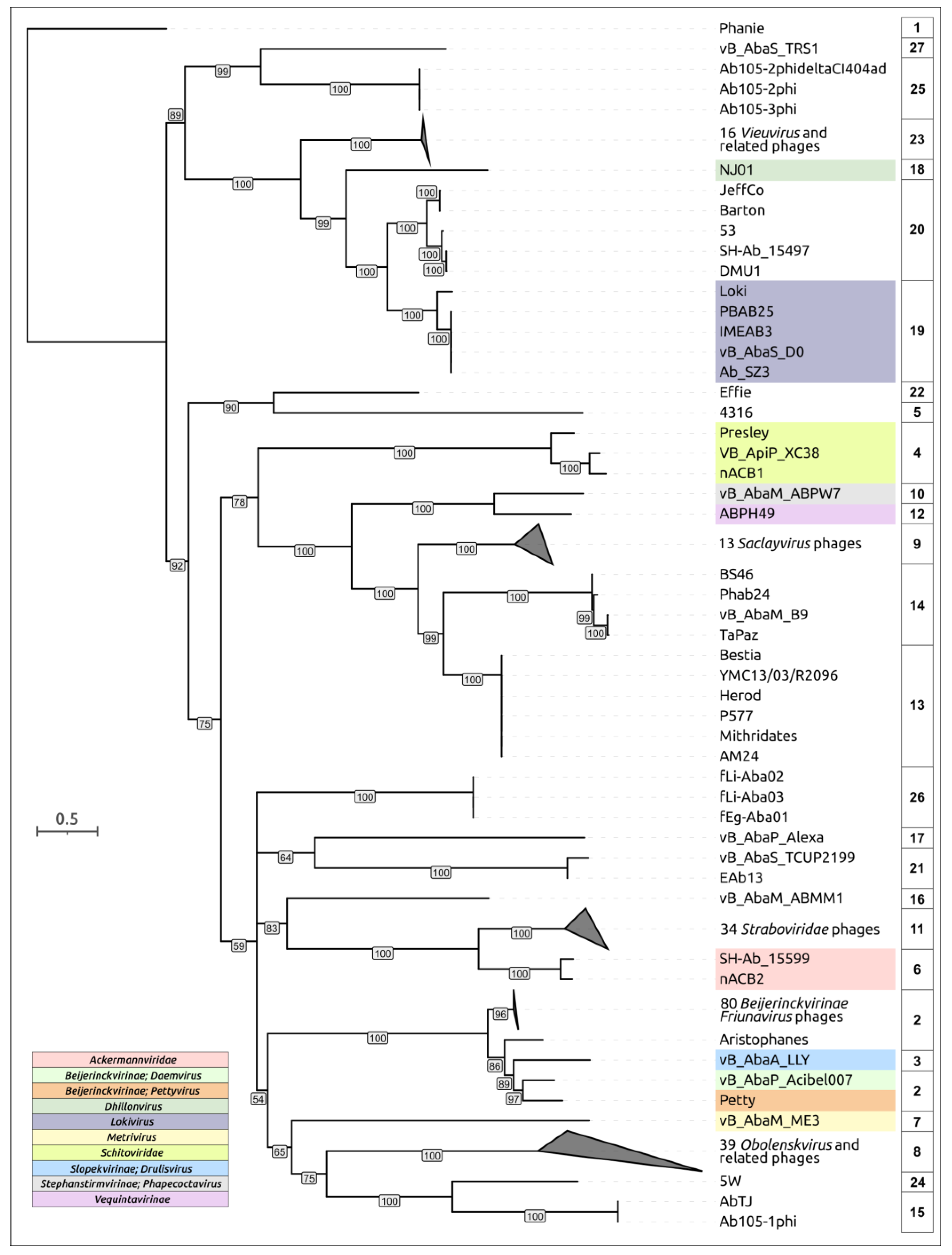 Viruses 16 00771 g001