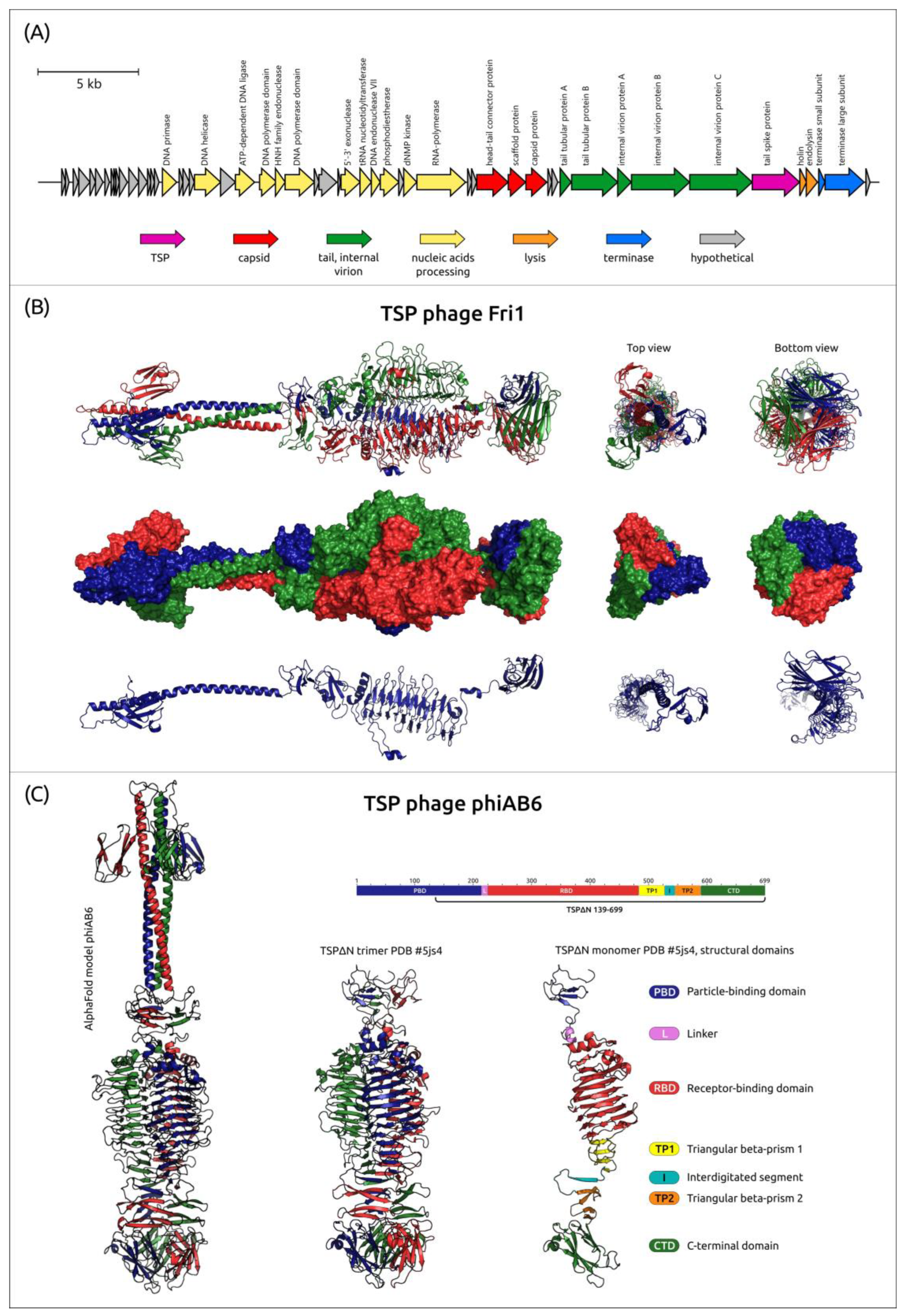 Viruses 16 00771 g002