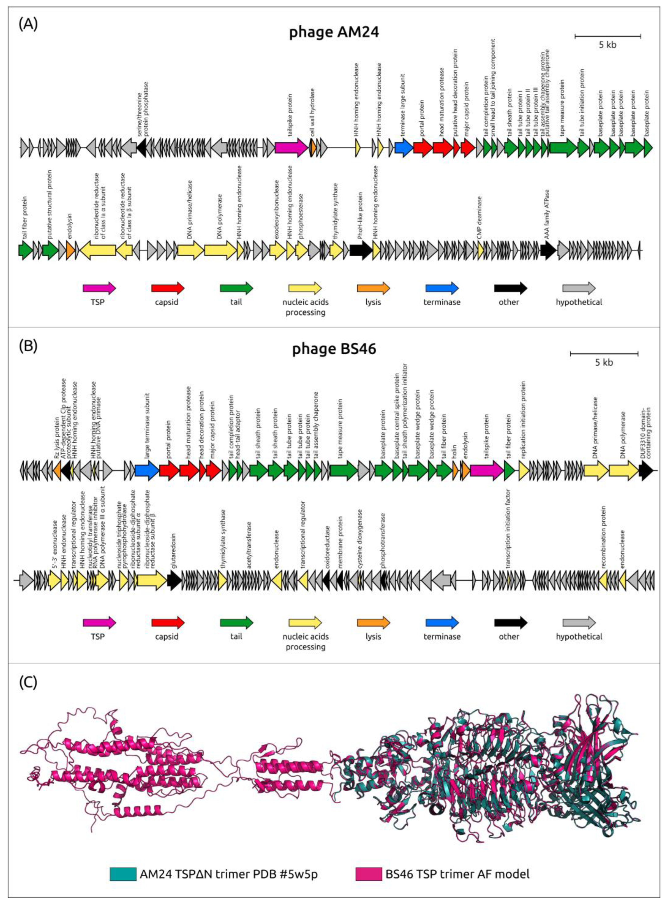 Viruses 16 00771 g011