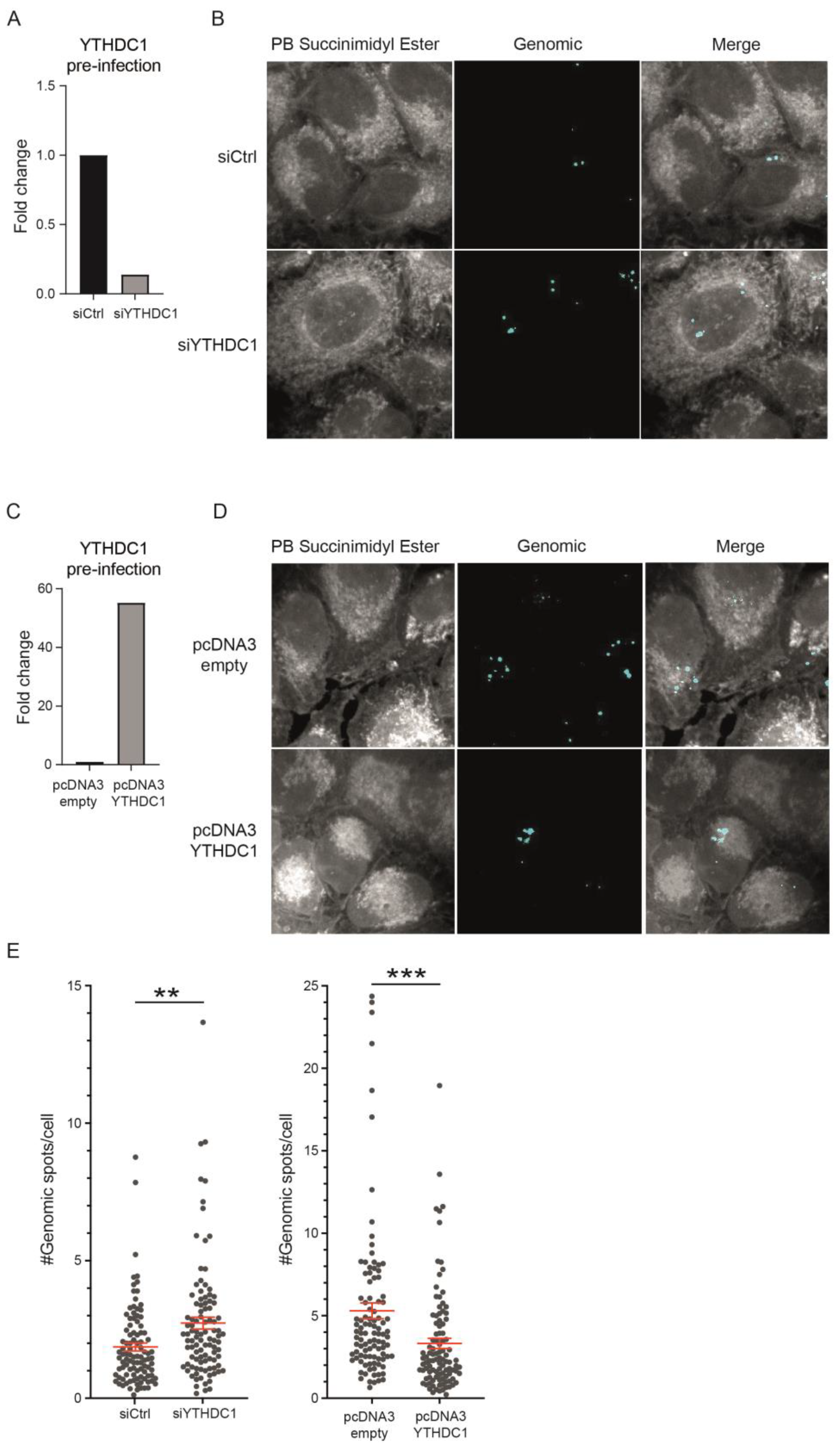 Viruses 16 00778 g004