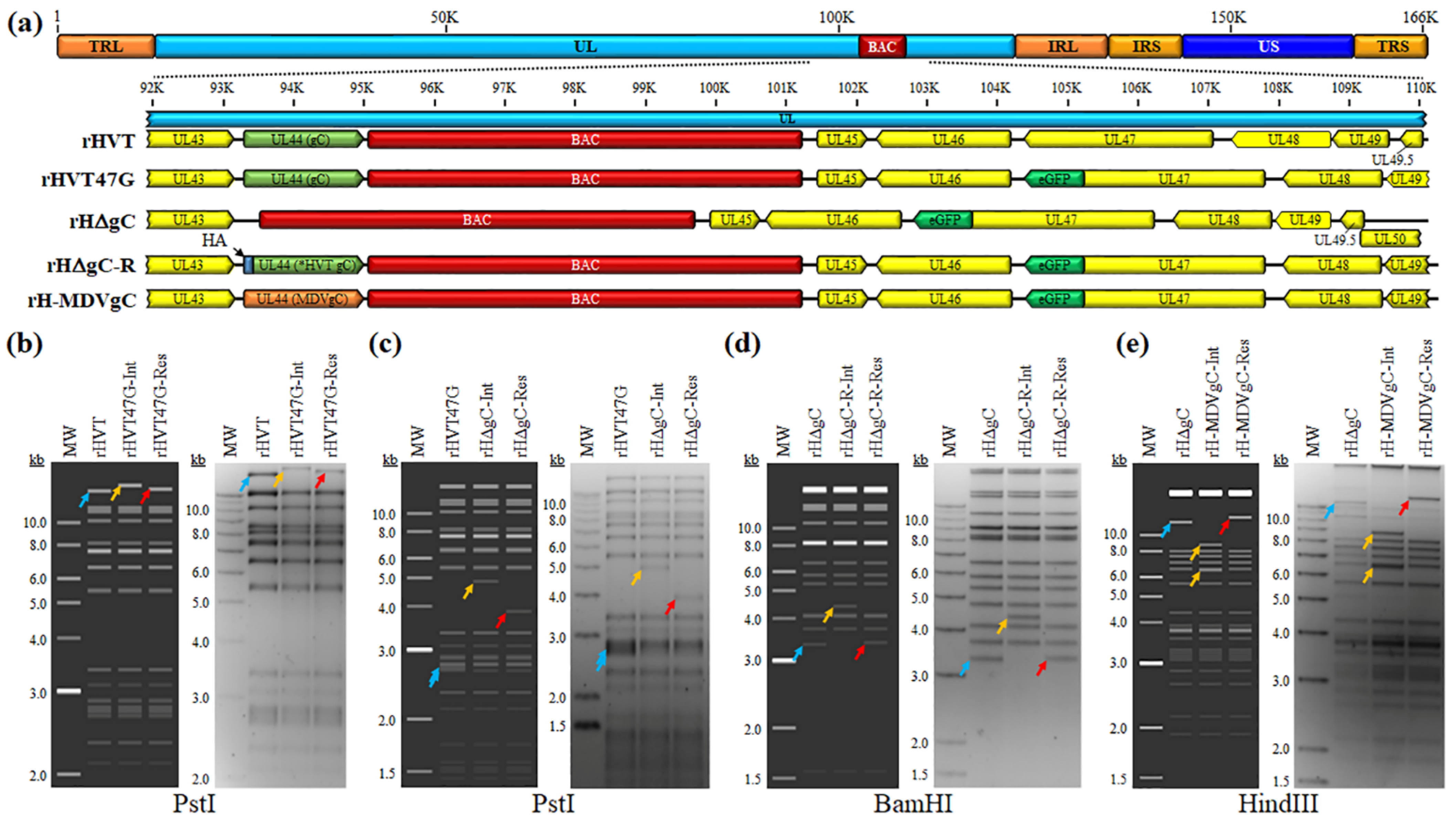 Viruses 16 00782 g001