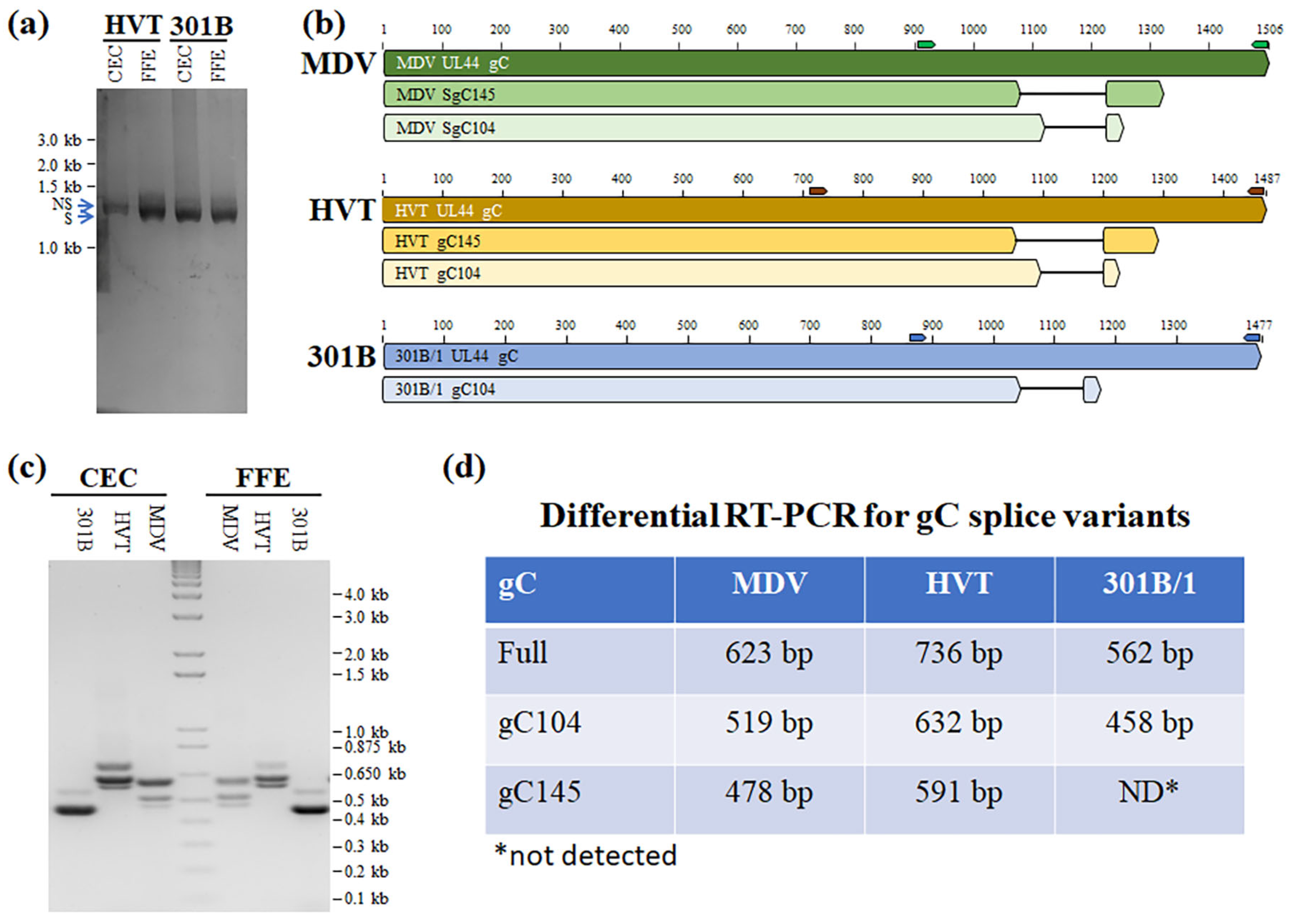 Viruses 16 00782 g003