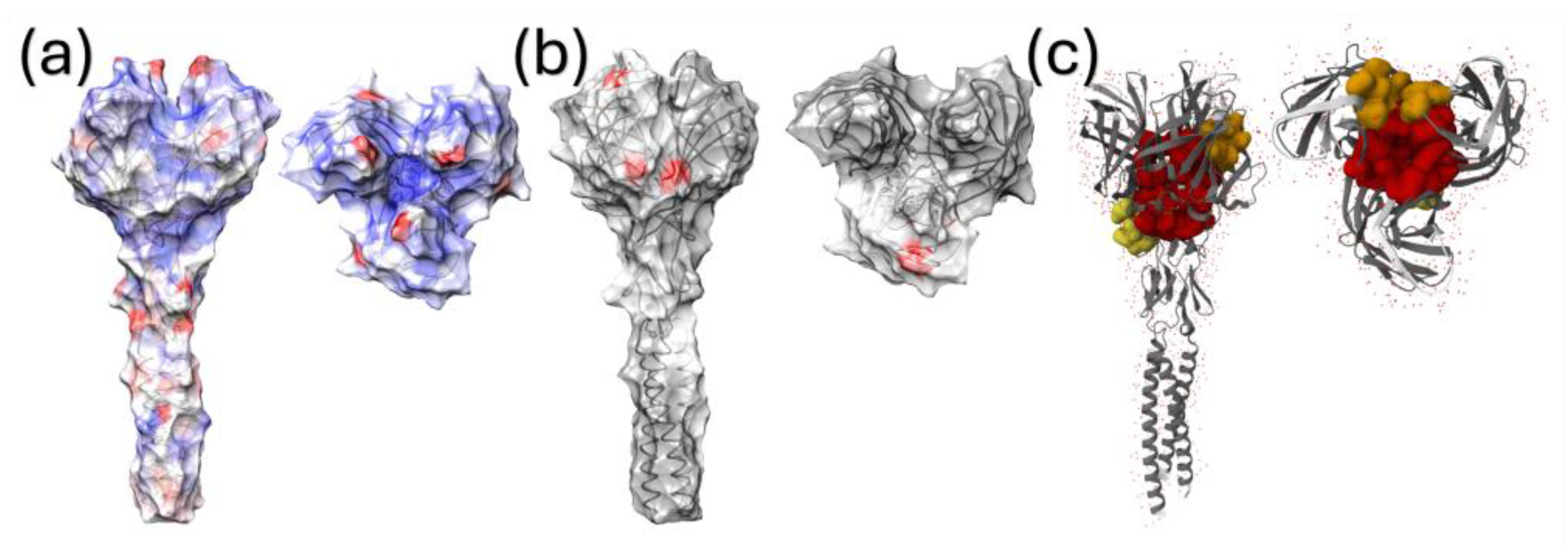 Viruses 16 00796 g005