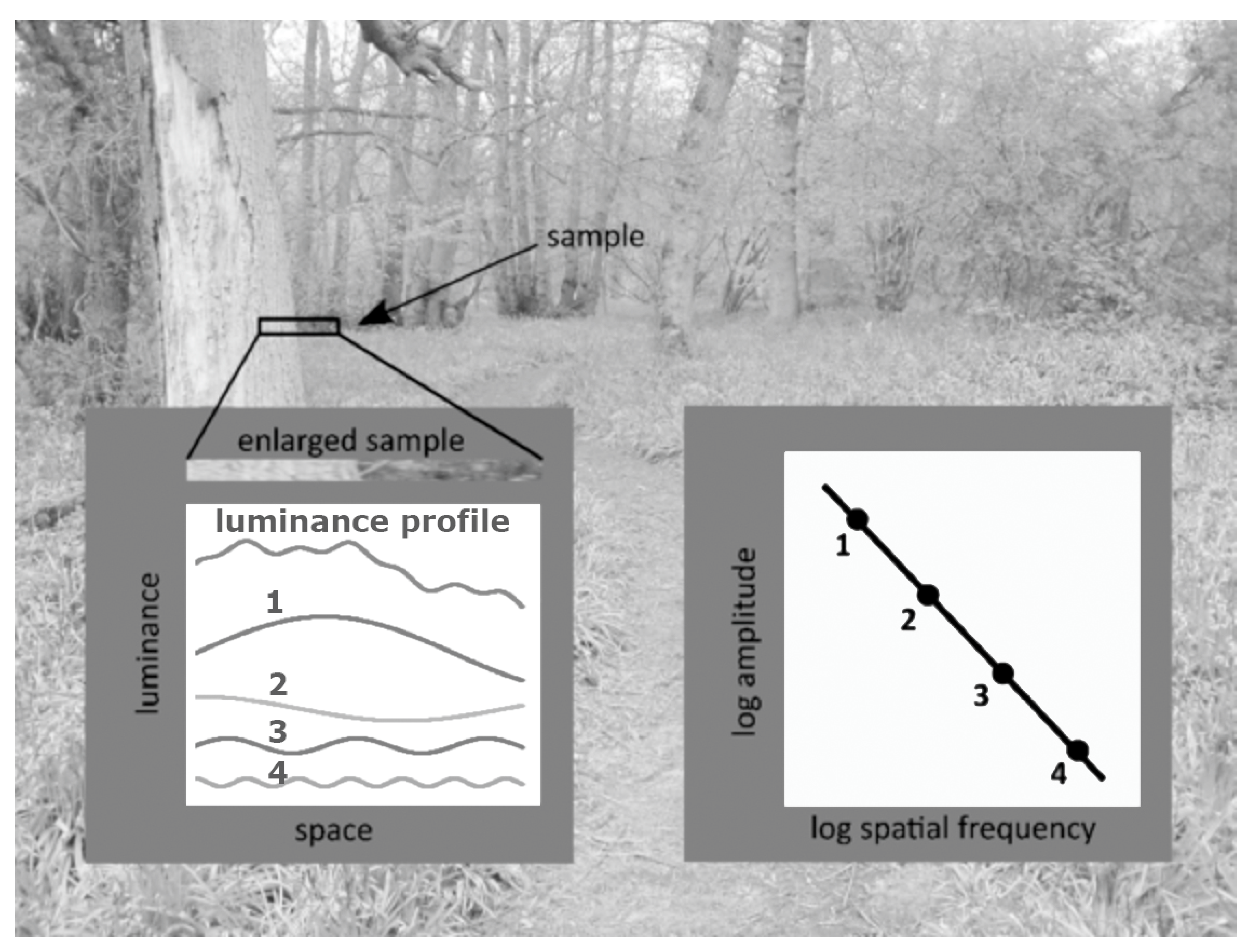 Vision 04 00018 g005 Vision 04 00018 g005