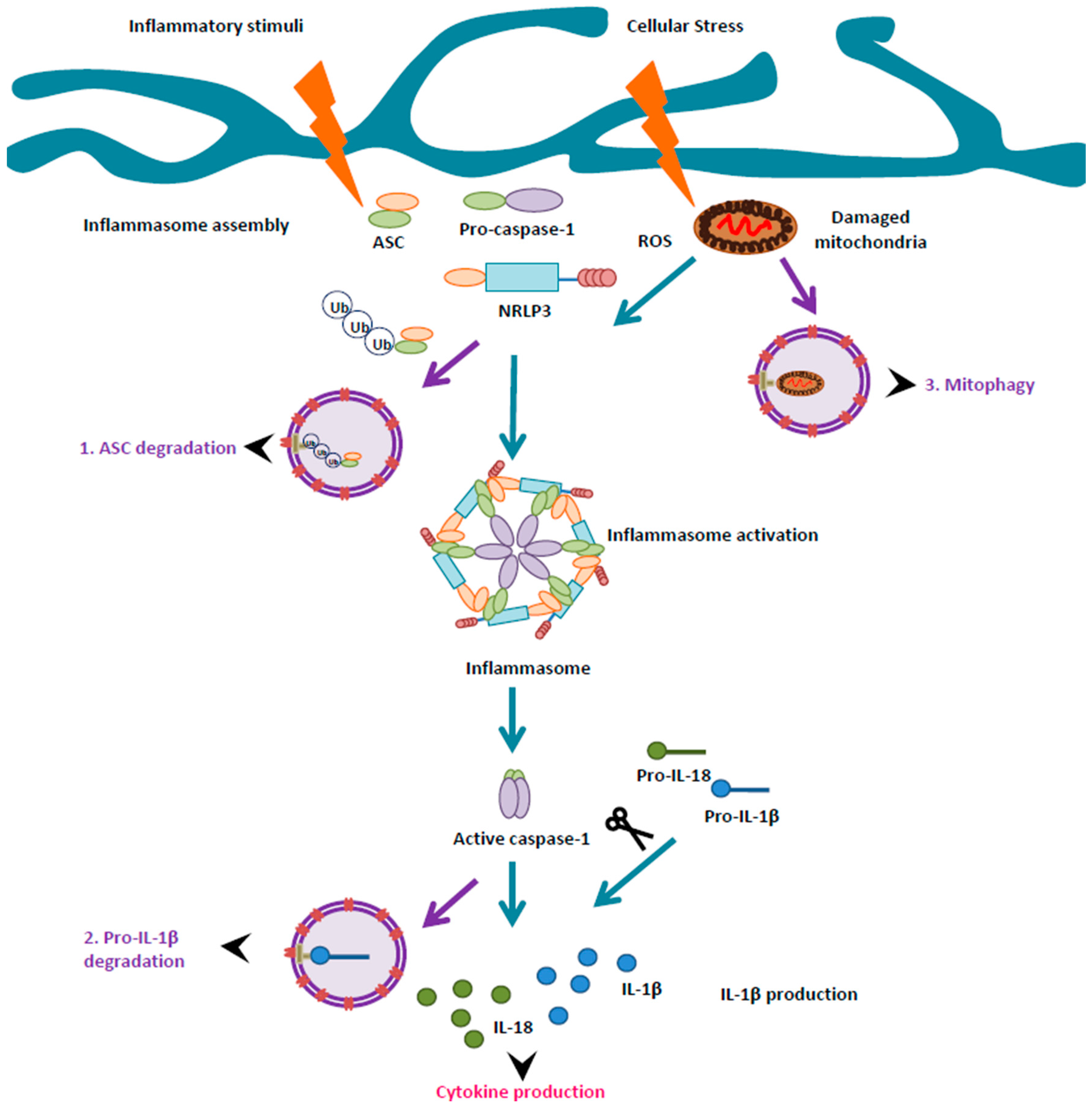 Ijms Free Full Text Autophagy And Microglia Novel Partners In Neurodegeneration And Aging