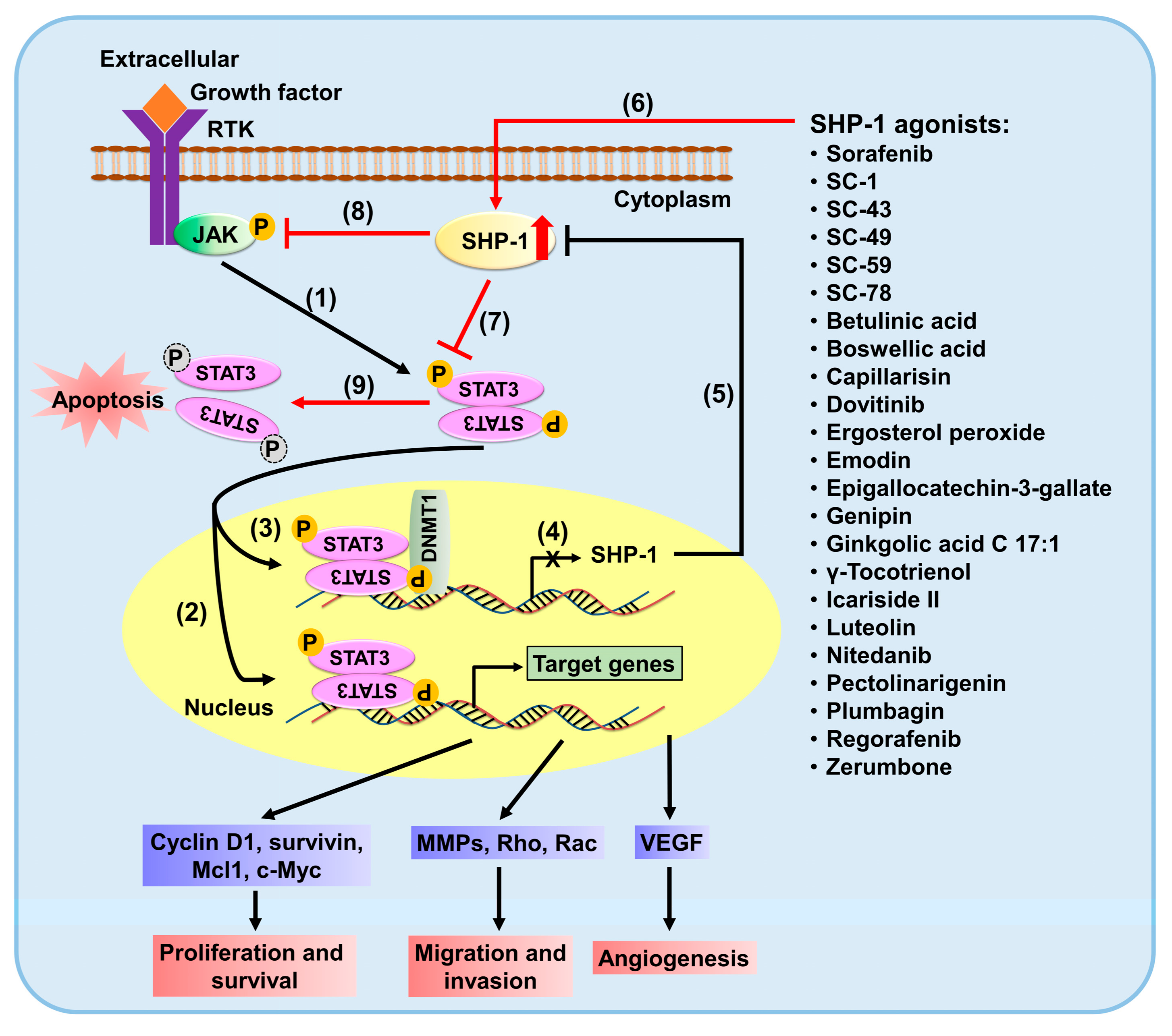 IJMS | Free Full-Text | Alteration Of SHP-1/p-STAT3 Signaling: A ...