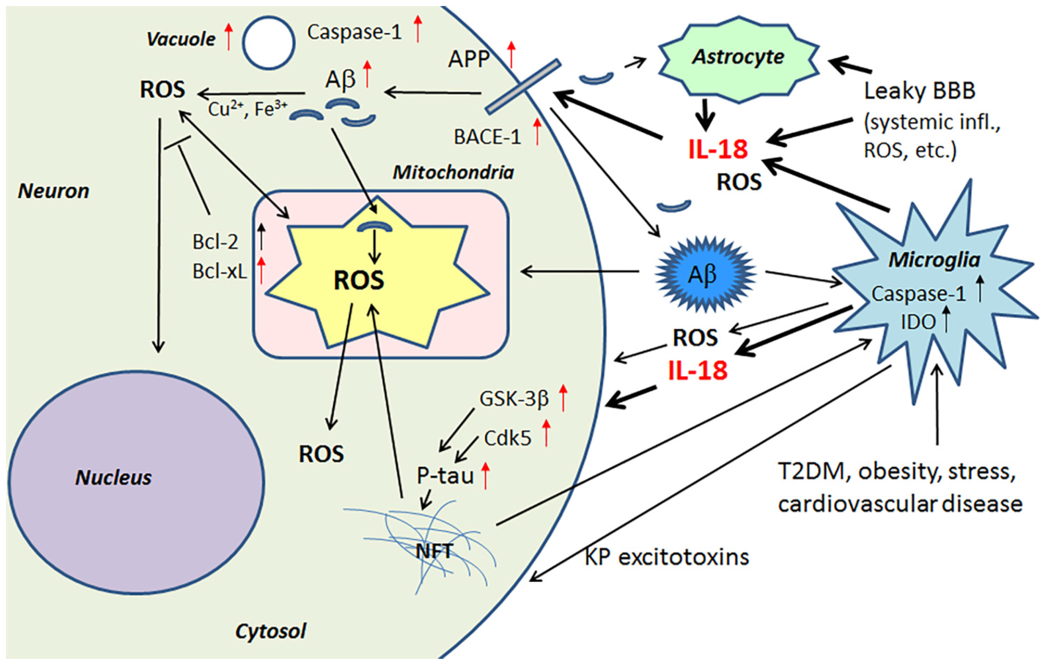 JCM | Free Full-Text | The Role Of Interleukin-18, Oxidative Stress And ...