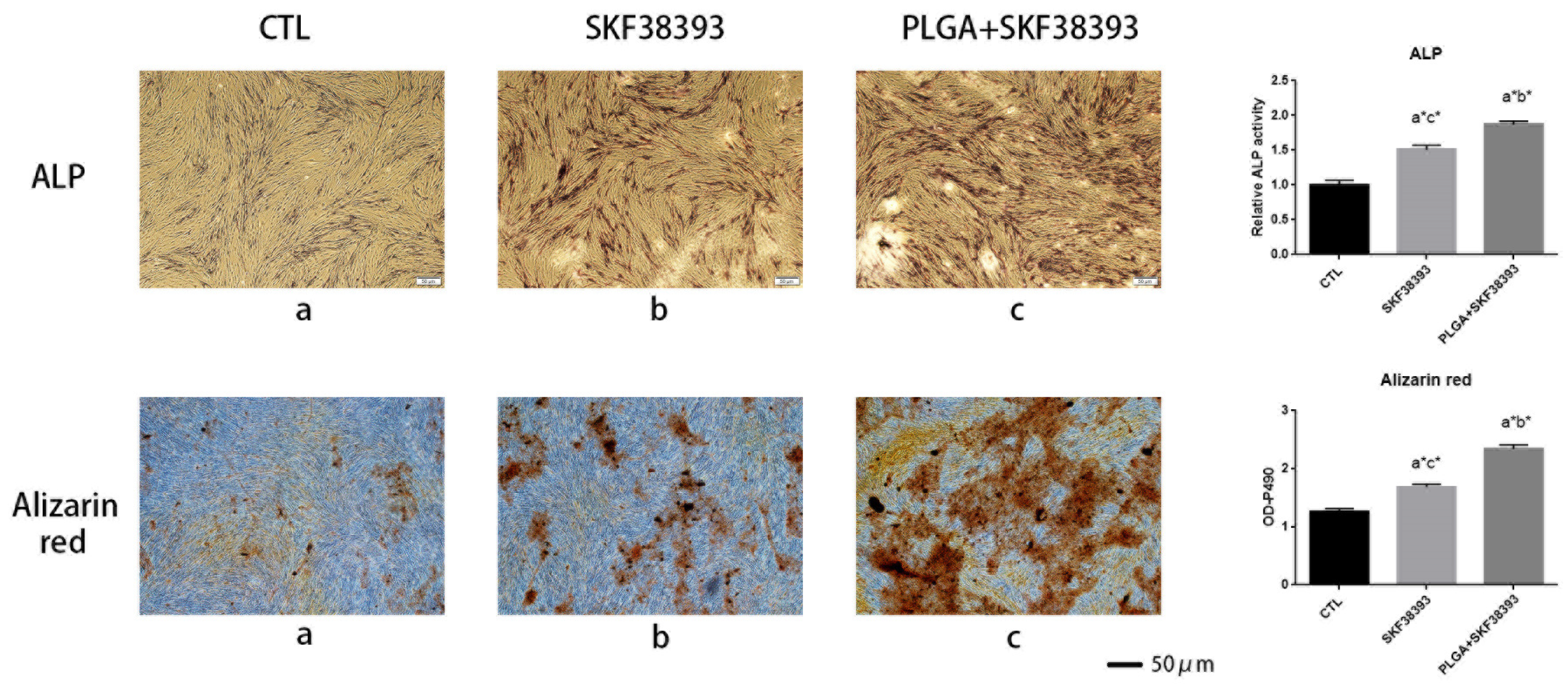 Biomedicines 12 01046 g004