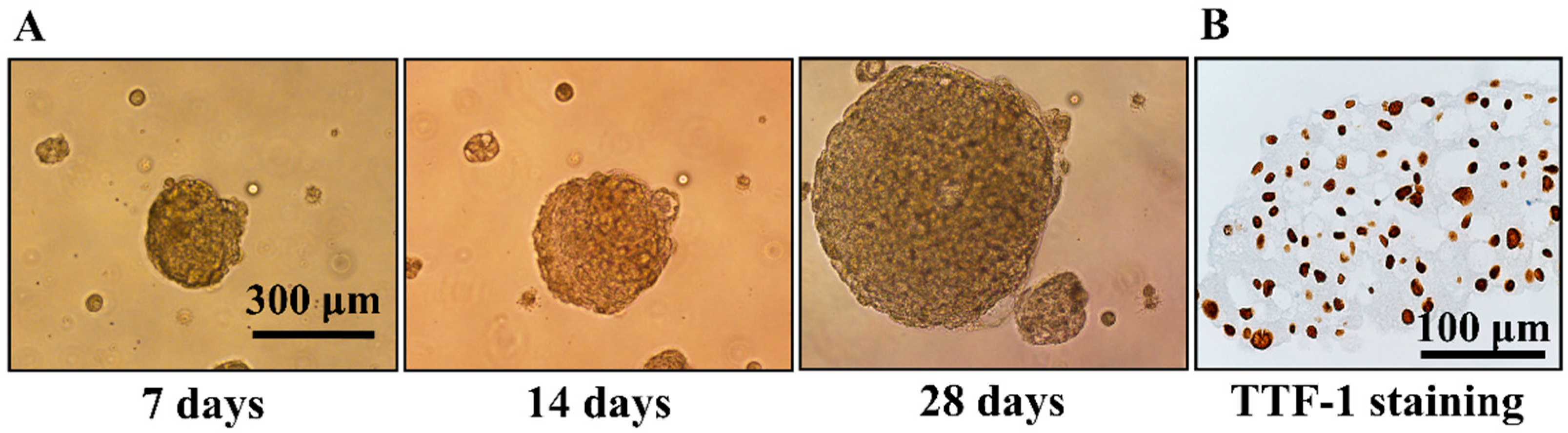 Diagnostics 14 00998 g004