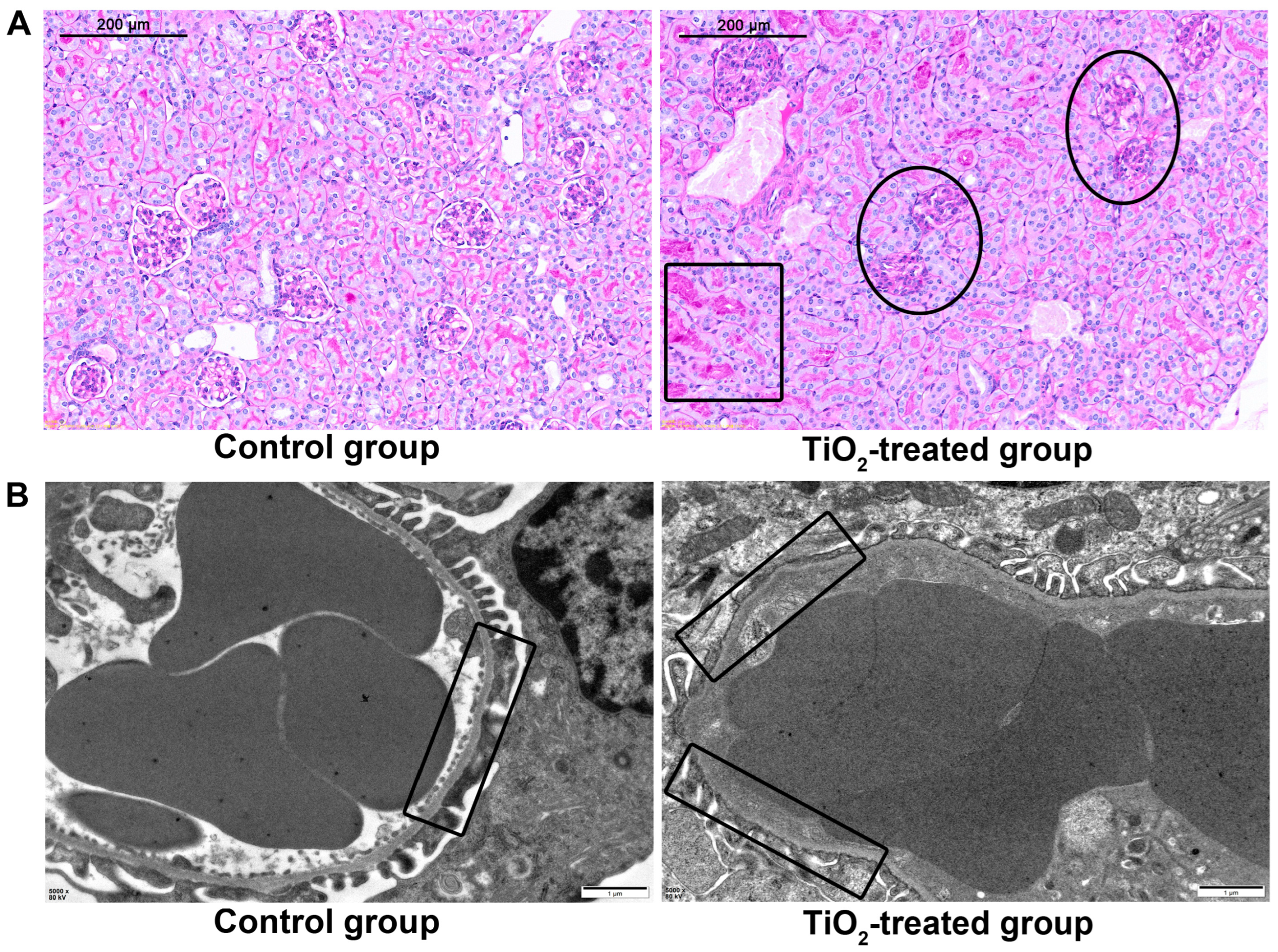 Toxics 12 00367 g006