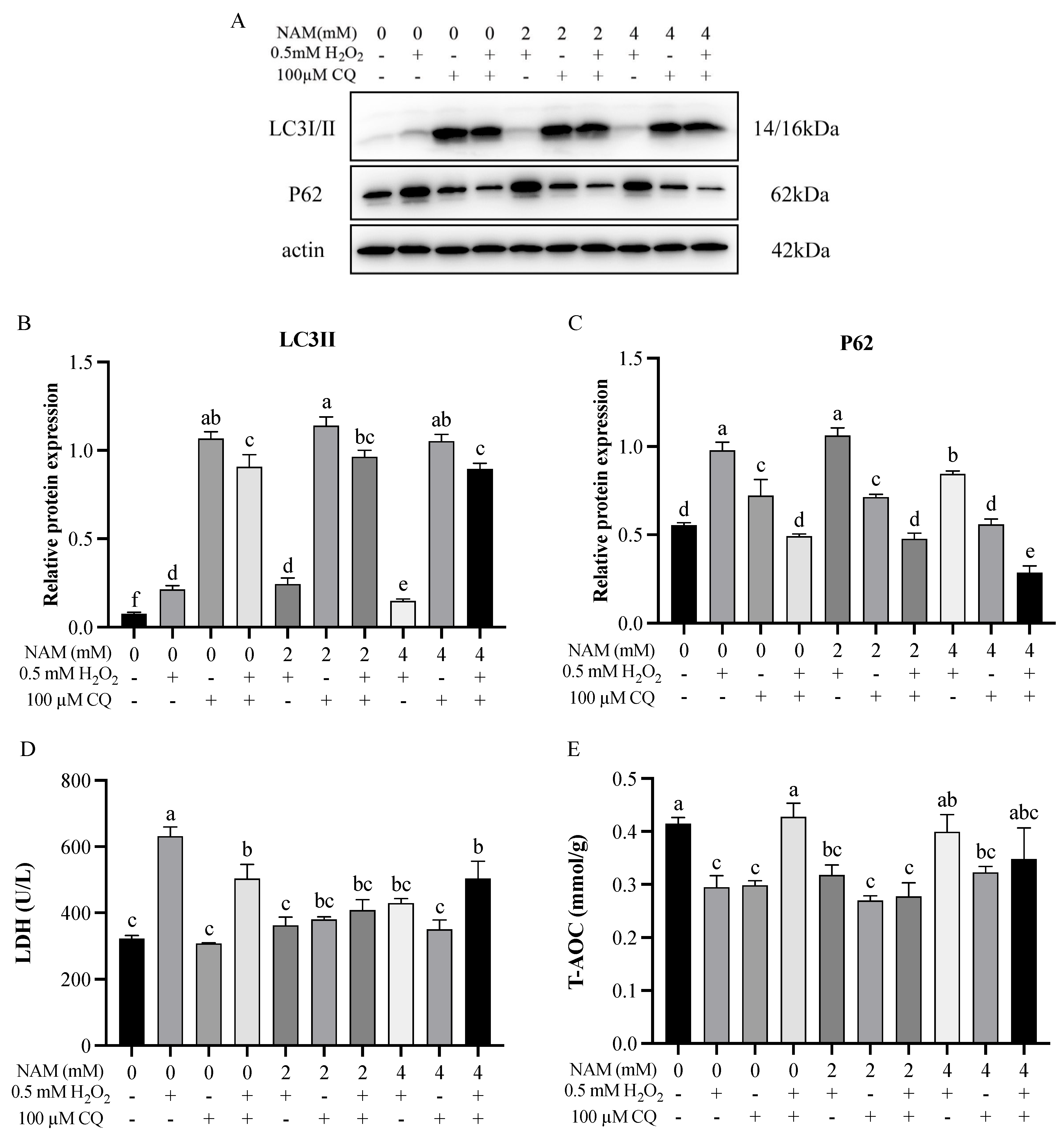 Animals 14 01483 g006