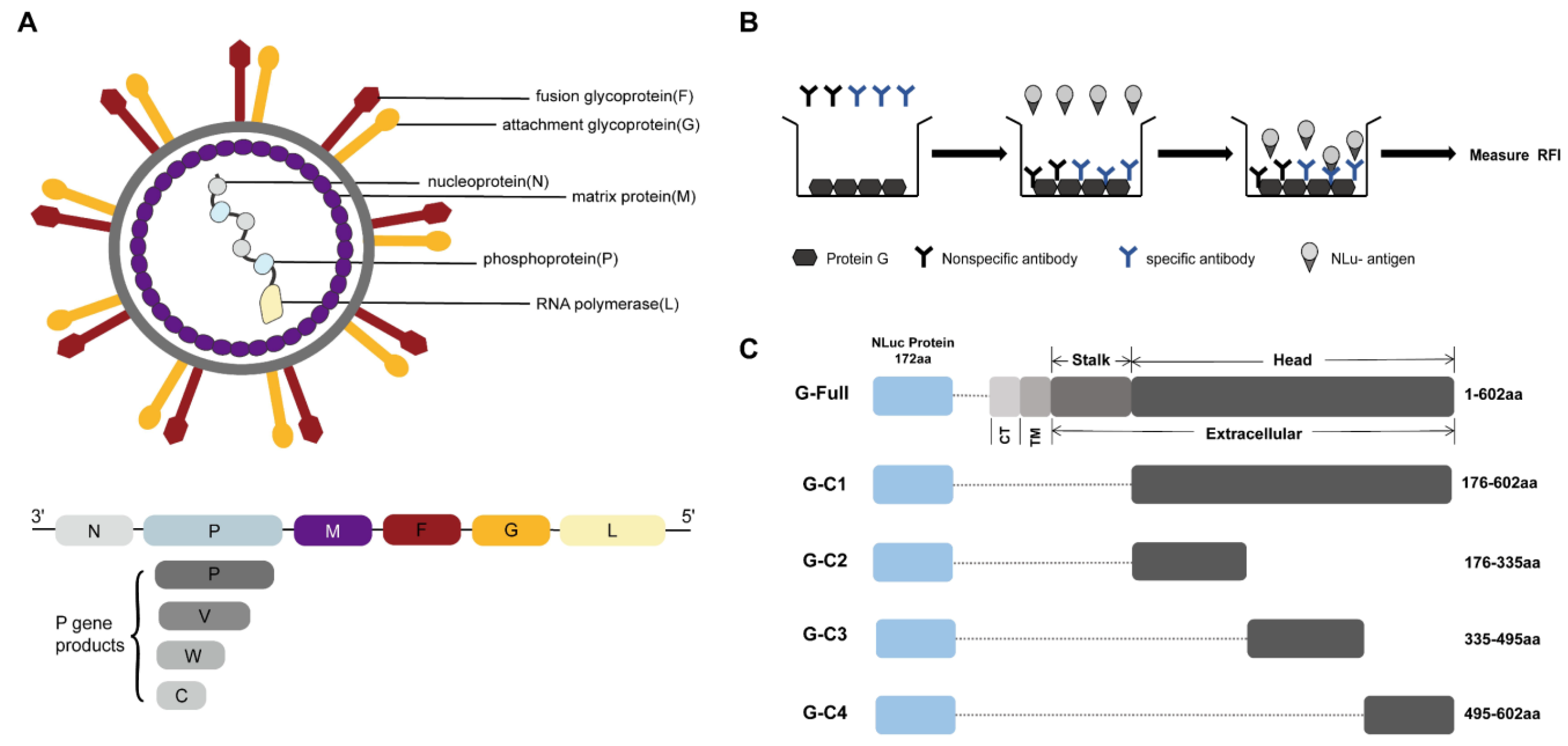 Microorganisms 12 00983 g001