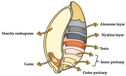 Structure of wheat grain.
