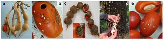 (a,b) Erythrina sandwicensis or Wiliwili, (c–e) E. livingstoniana. (a) Mature dehisced and indehiscent pods with seeds (11 February 2020). (b) A seed with hatched eggs, a dead embryo (circled, egg length = 0.77 mm), an adult emergence hole (top), and excised testa before adult emergence (center) (13 February 2020, O’ahu Island). (c) Mature dehisced pod with seeds; inset: adult Specularius impressithorax. (d) Tree trunk and seed pod. Ho’omaluhia Botanical Garden, O’ahu Island (11 February 2020). (e) Seeds with hatched eggs and one infertile egg.