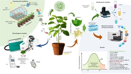 Representative phenotypic appearance of C. arabica seedlings under ZnO NPs treatments and control conditions. (a) Optimal soil; (b) acidic soil; (c) ZnO NPs 10 mg L−1; (d) ZnO NPs 25 mg L−1; (e) ZnO NPs 50 mg L−1; (f) ZnO NPs 100 mg L−1. White scale bar = 15 cm.