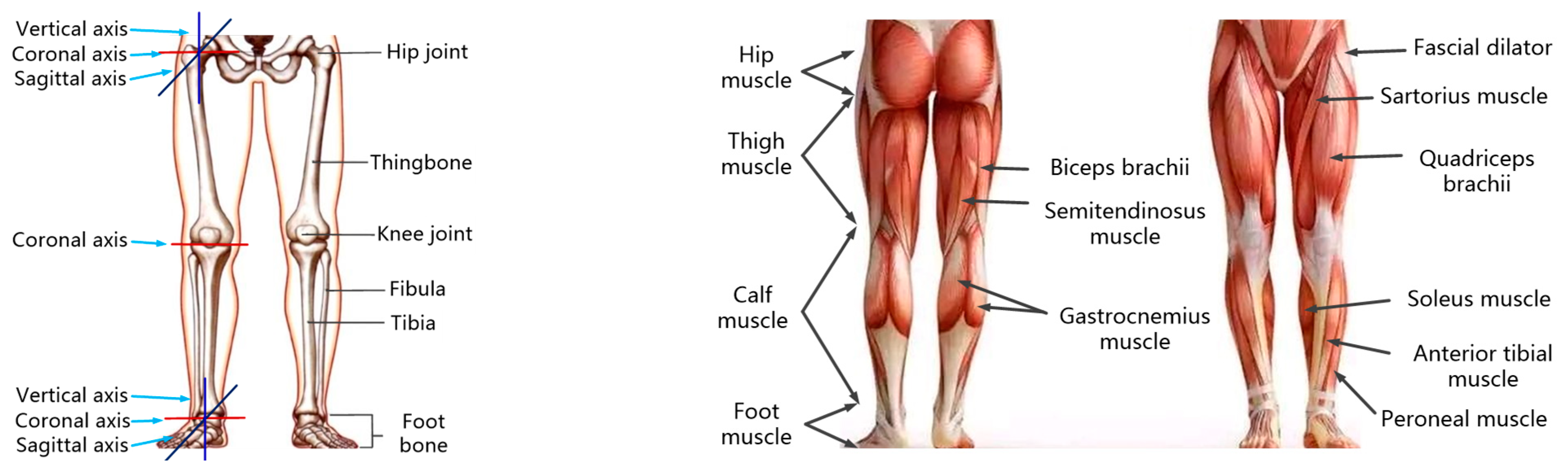 Muscles of the Lower Limb