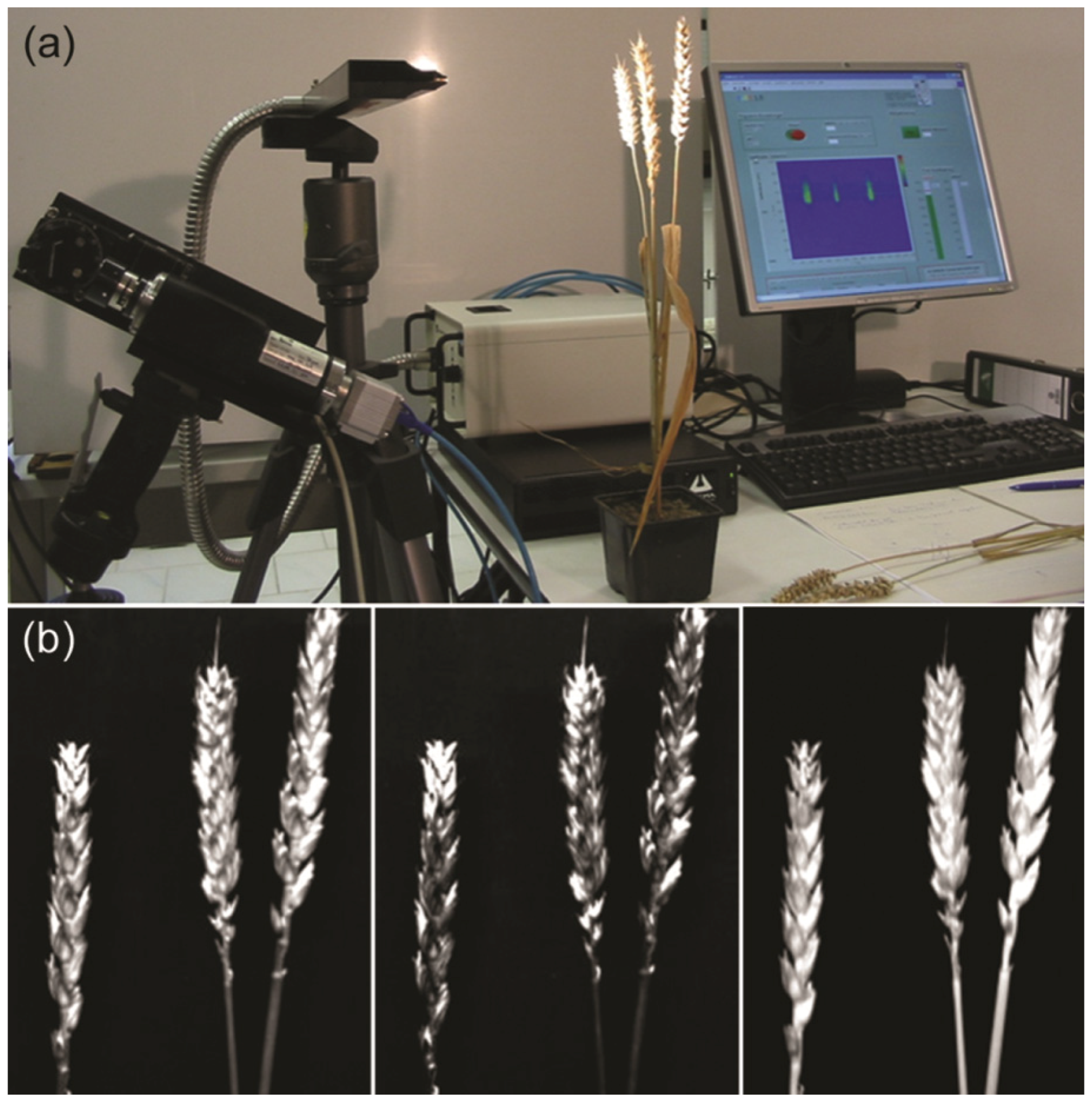 Agriculture | Free Full-Text | Hyperspectral and Chlorophyll Fluorescence  Imaging for Early Detection of Plant Diseases, with Special Reference to  Fusarium spec. Infections on Wheat | HTML
