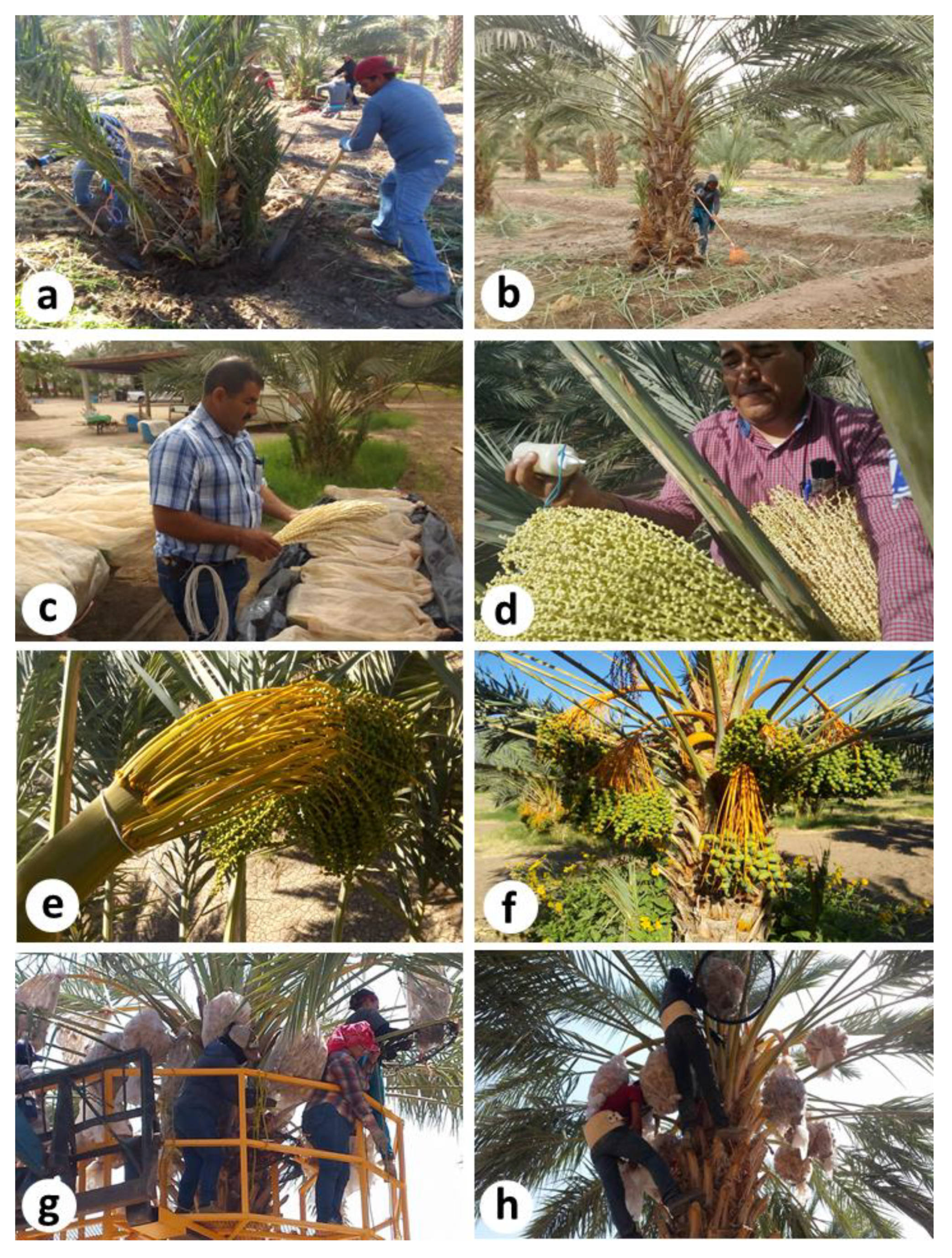 Agriculture | Free Full-Text | Date Palm Status and Perspective in Mexico
