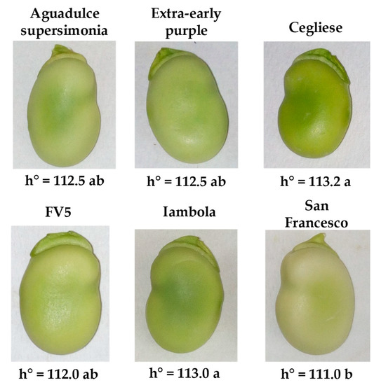 Agriculture | Free Full-Text | Yield and Quality of Faba Bean (Vicia faba  L. var. major) Genotypes as a Vegetable for Fresh Consumption: A Comparison  between Italian Landraces and Commercial Varieties