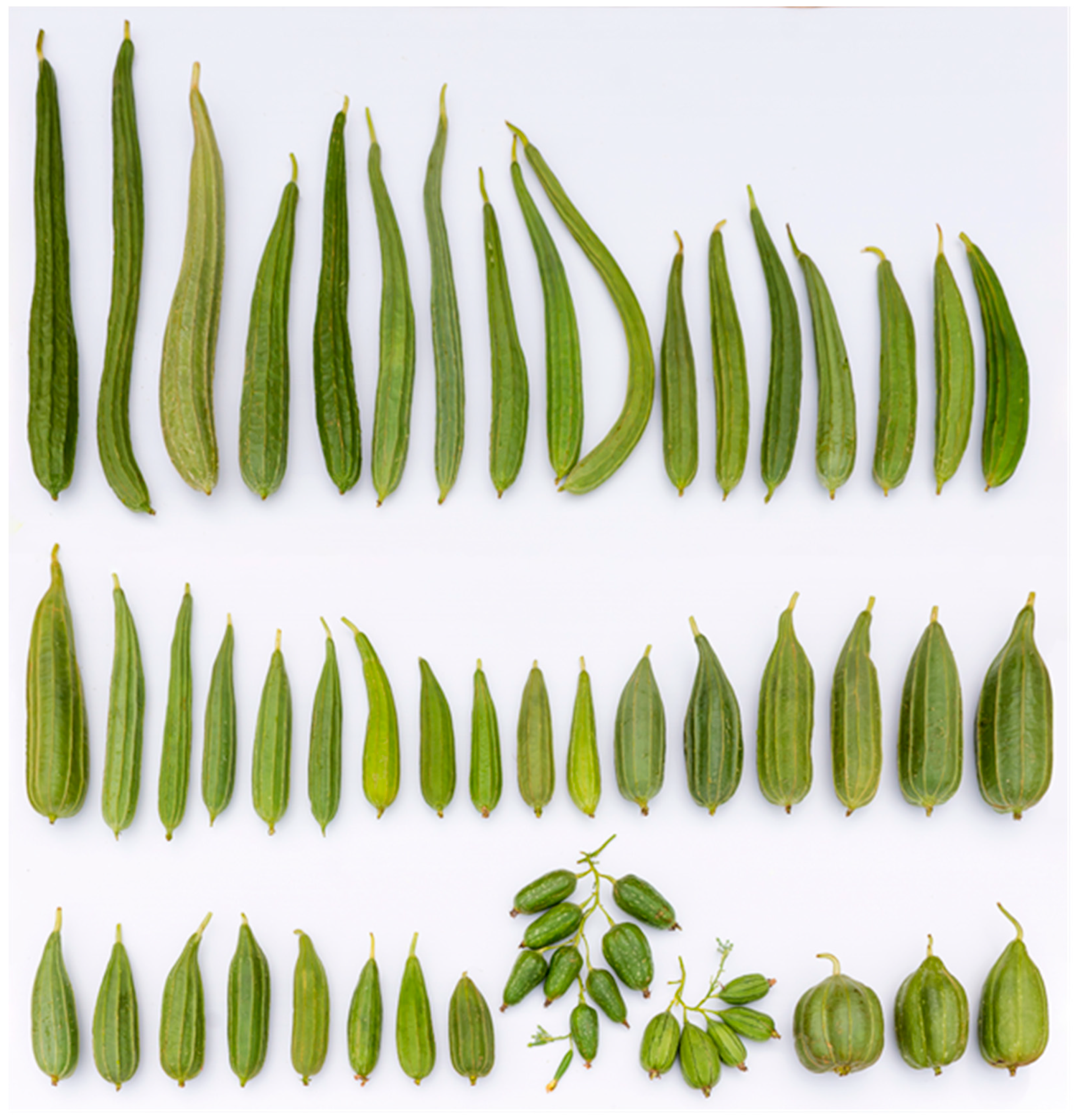 Agriculture 10 00298 g001 Agriculture 10 00298 g001