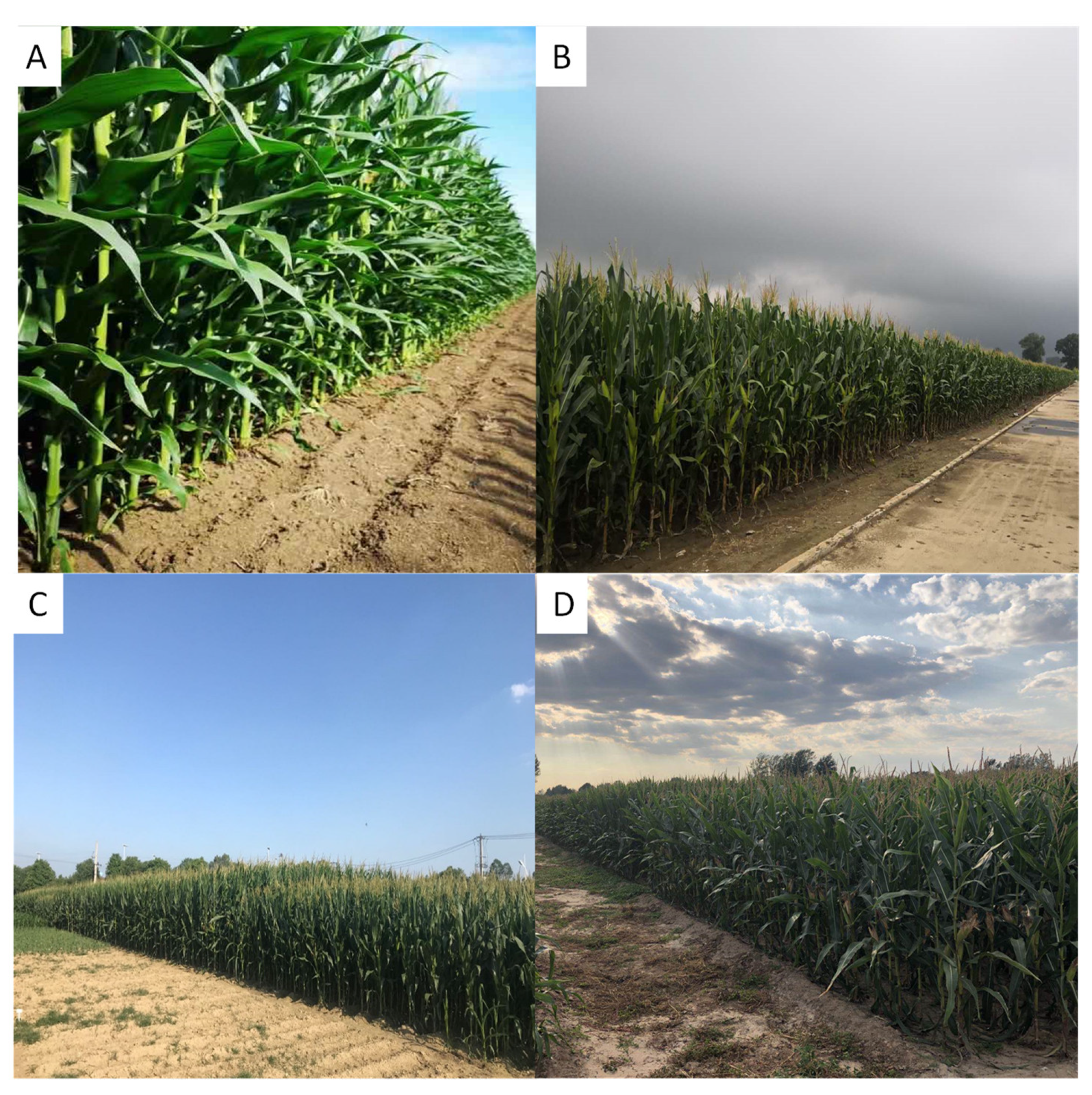 Agriculture 10 00411 g002